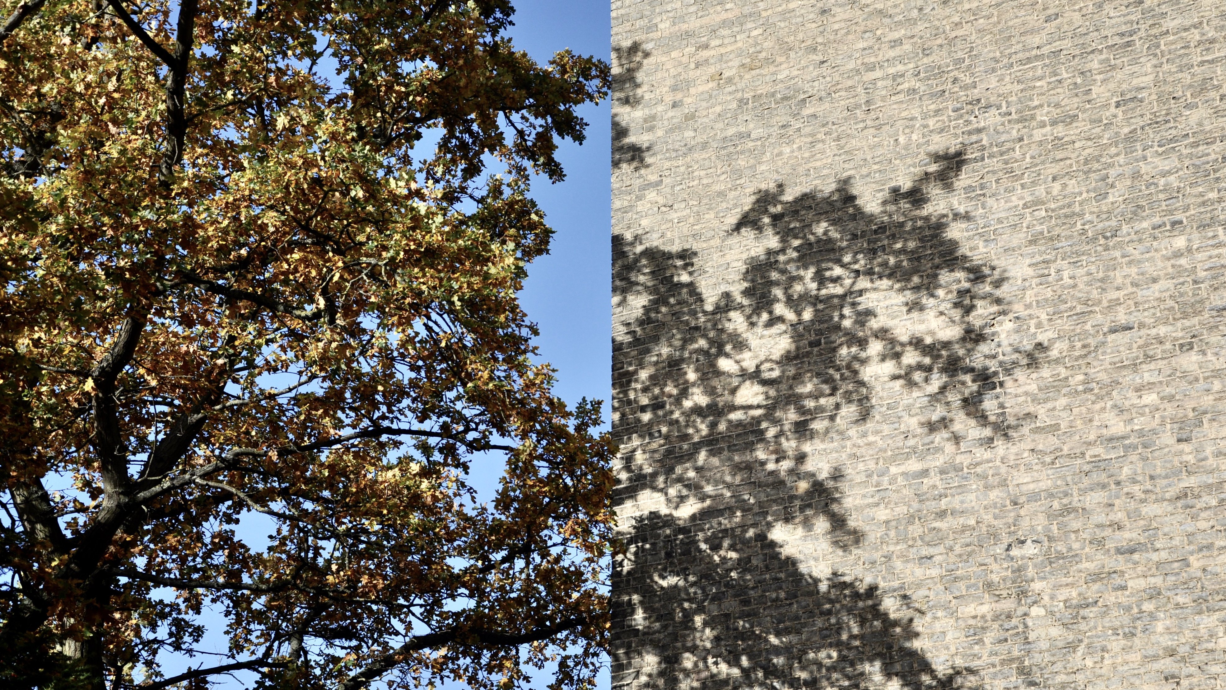 Tree branches casting shadows on a brick wall in autumn light