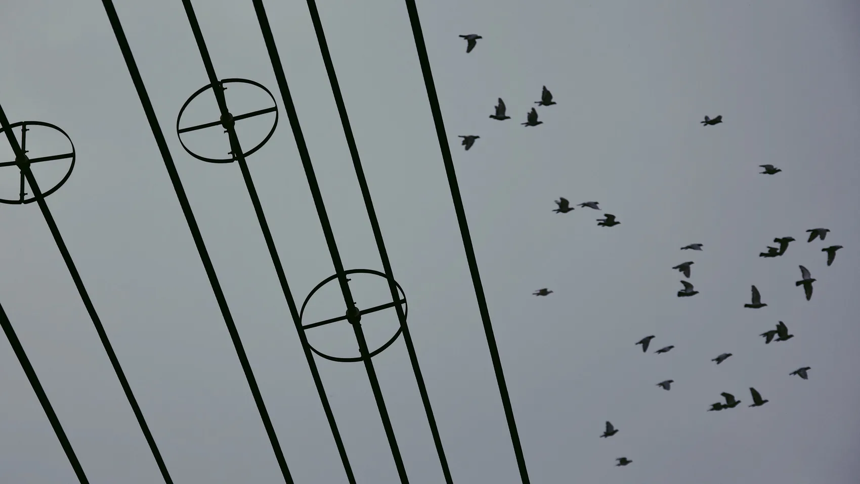 Birds crossing a grey Beijing sky behind wires.