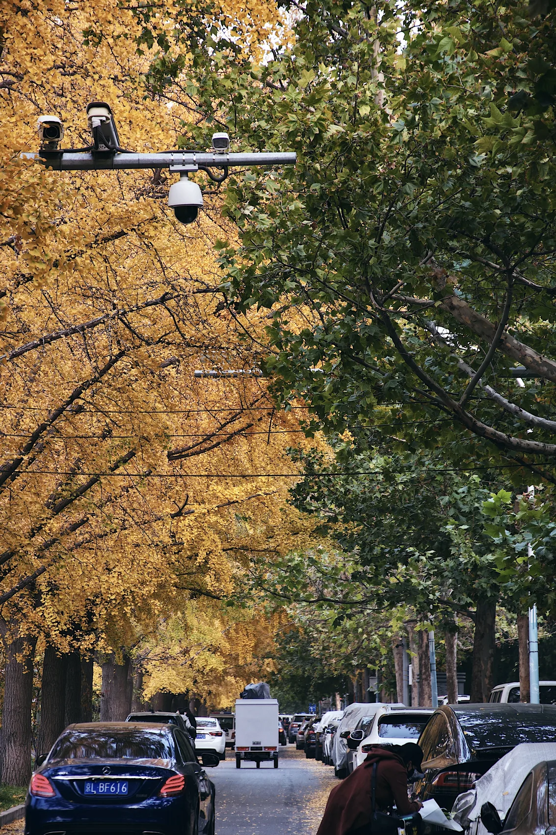 Yellow ginkgo leaves along a Beijing street.