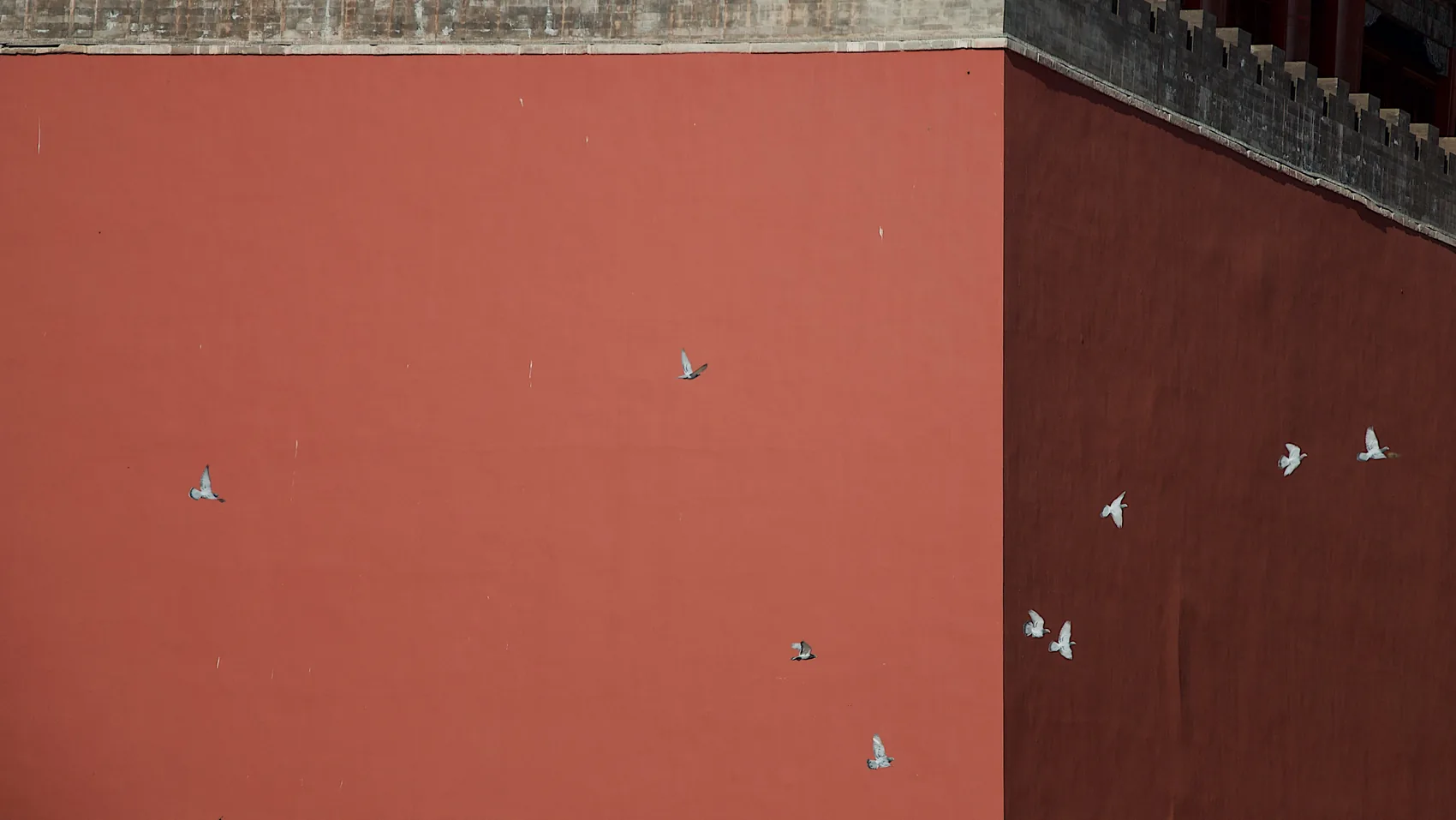Small white birds against a red Beijing wall.