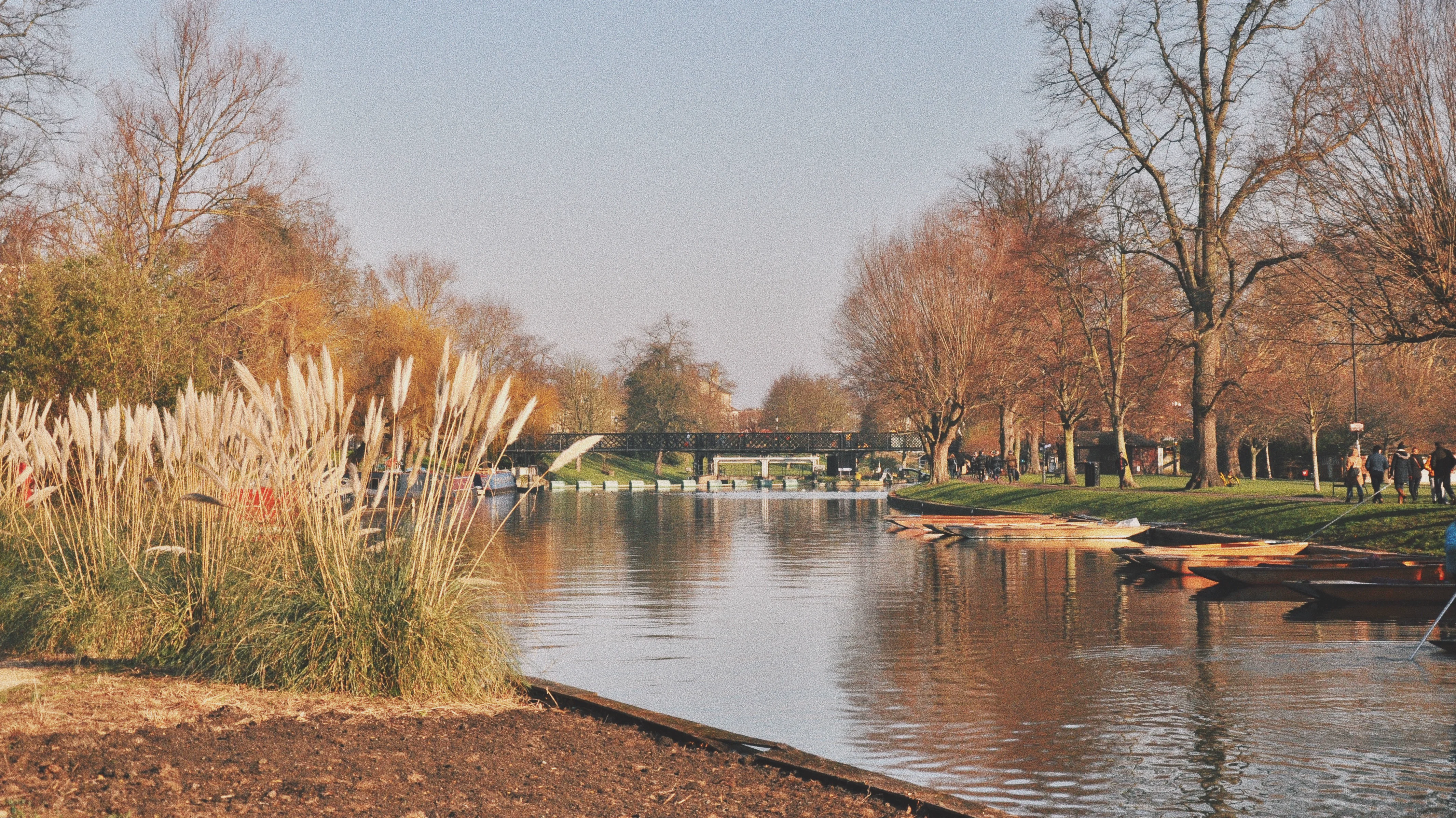 The Cam in autumn with punts and pampas grass.