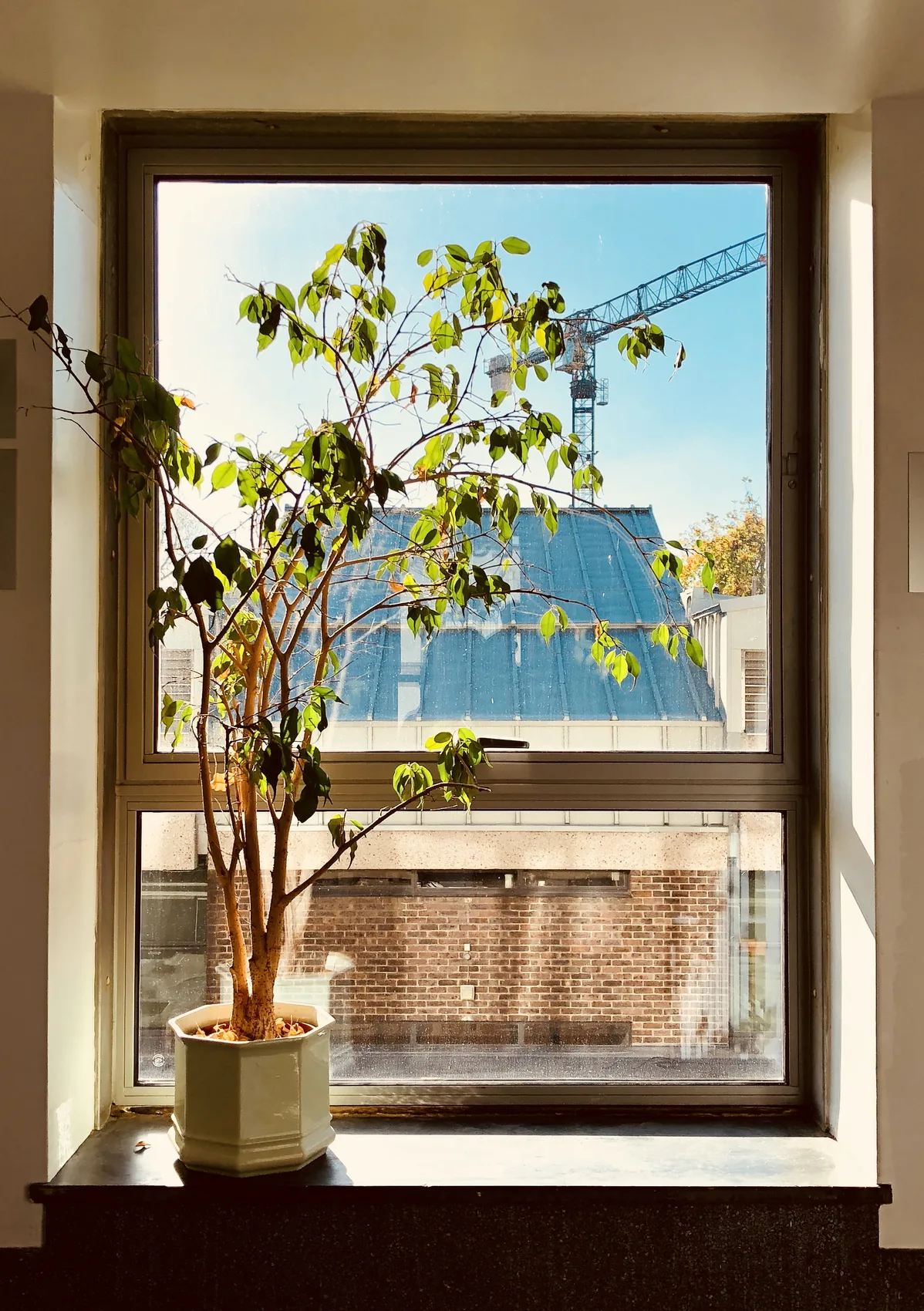 A plant in a Cambridge window with blue sky beyond.