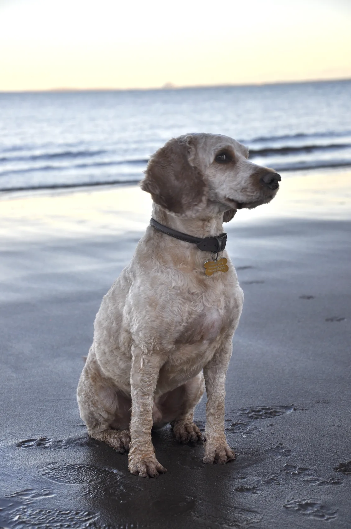 A small dog sitting on a beach.