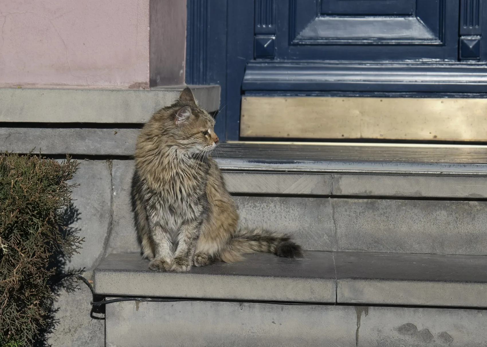 A striped cat sitting by a dark blue door.