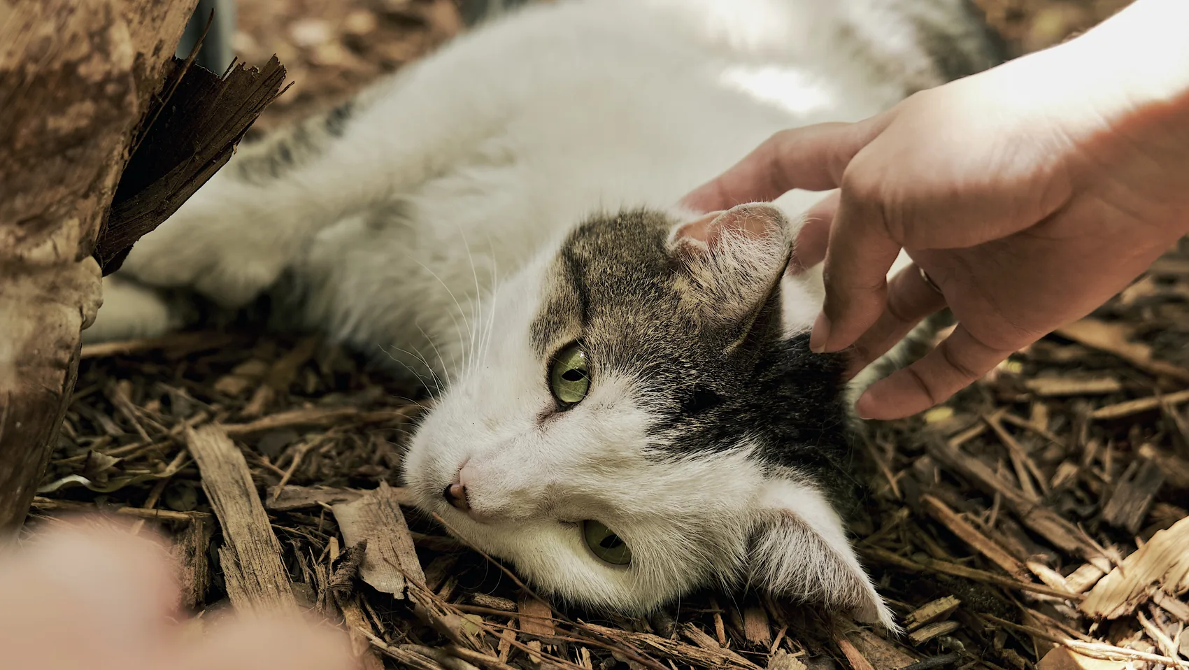 A cat lying on the ground while being petted.