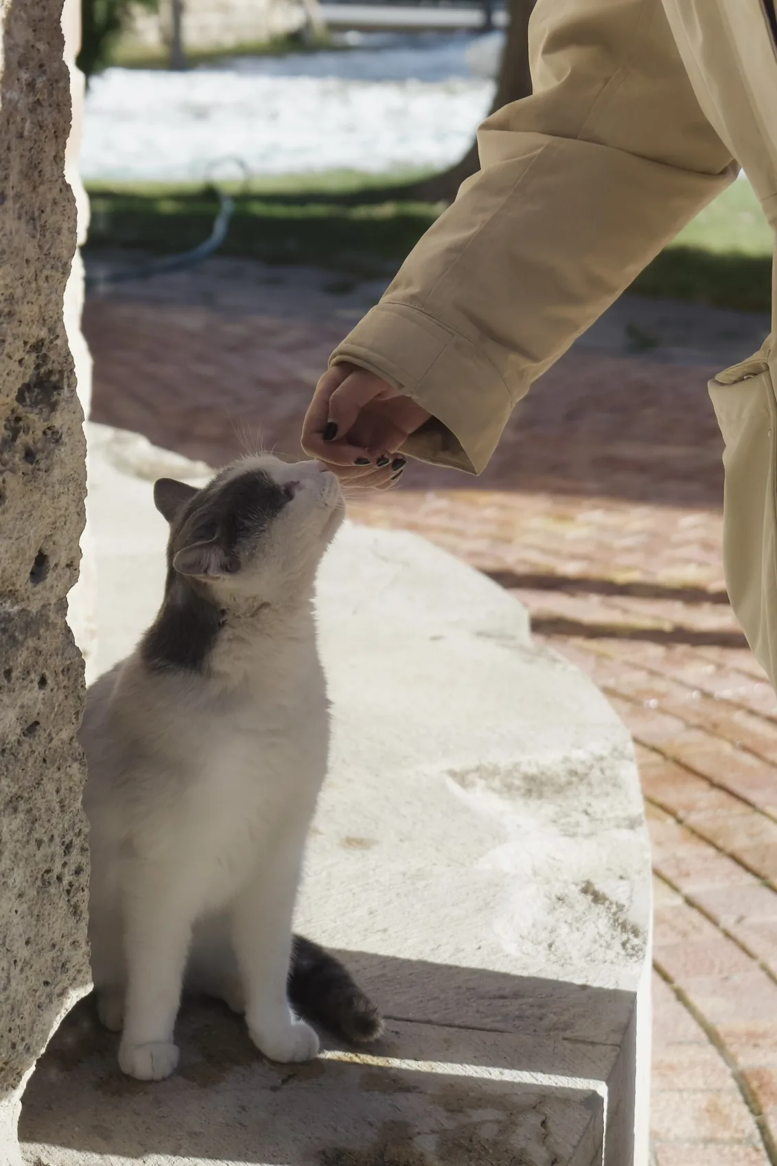 A white cat reaching toward a hand.