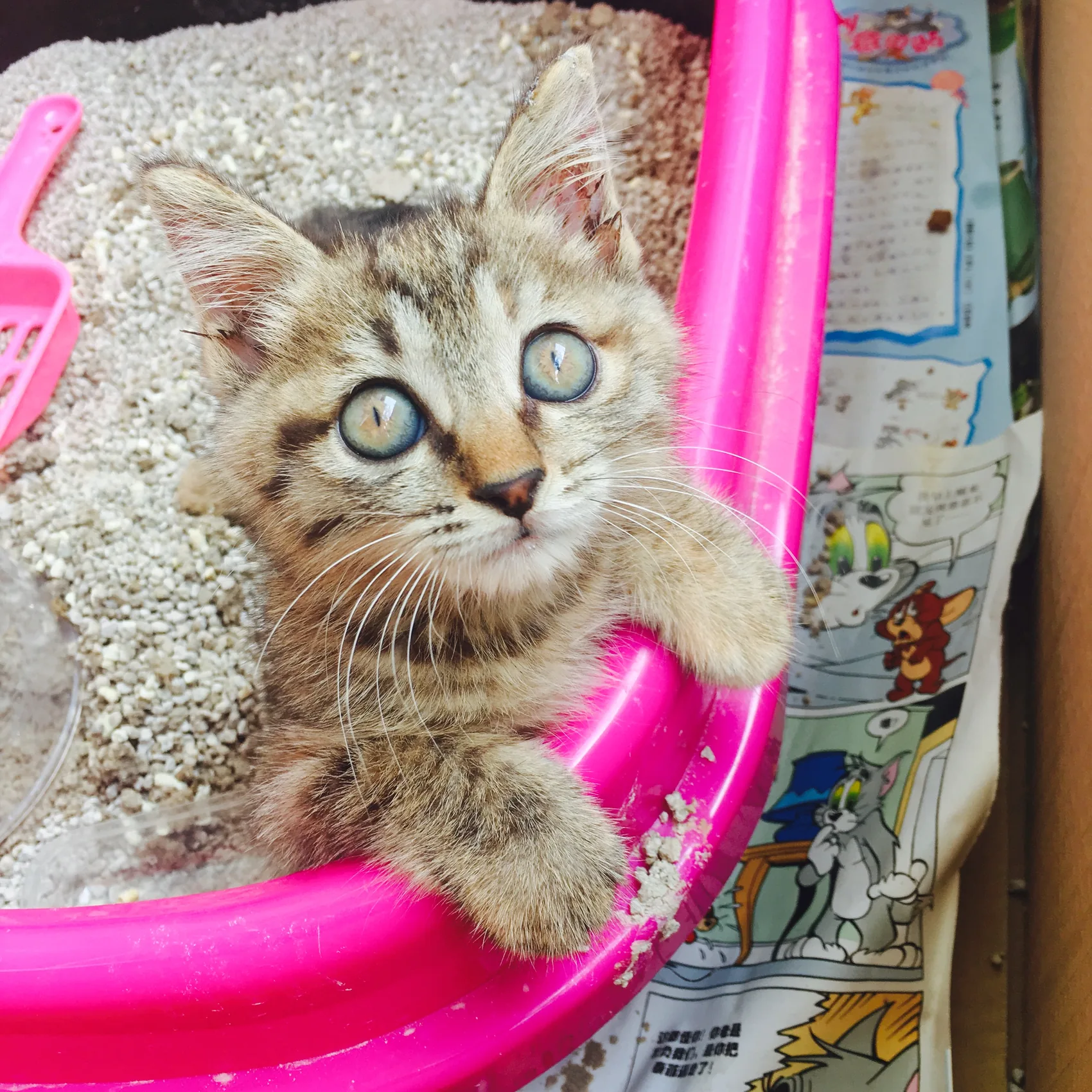 A wide-eyed kitten sitting in a pink tray.