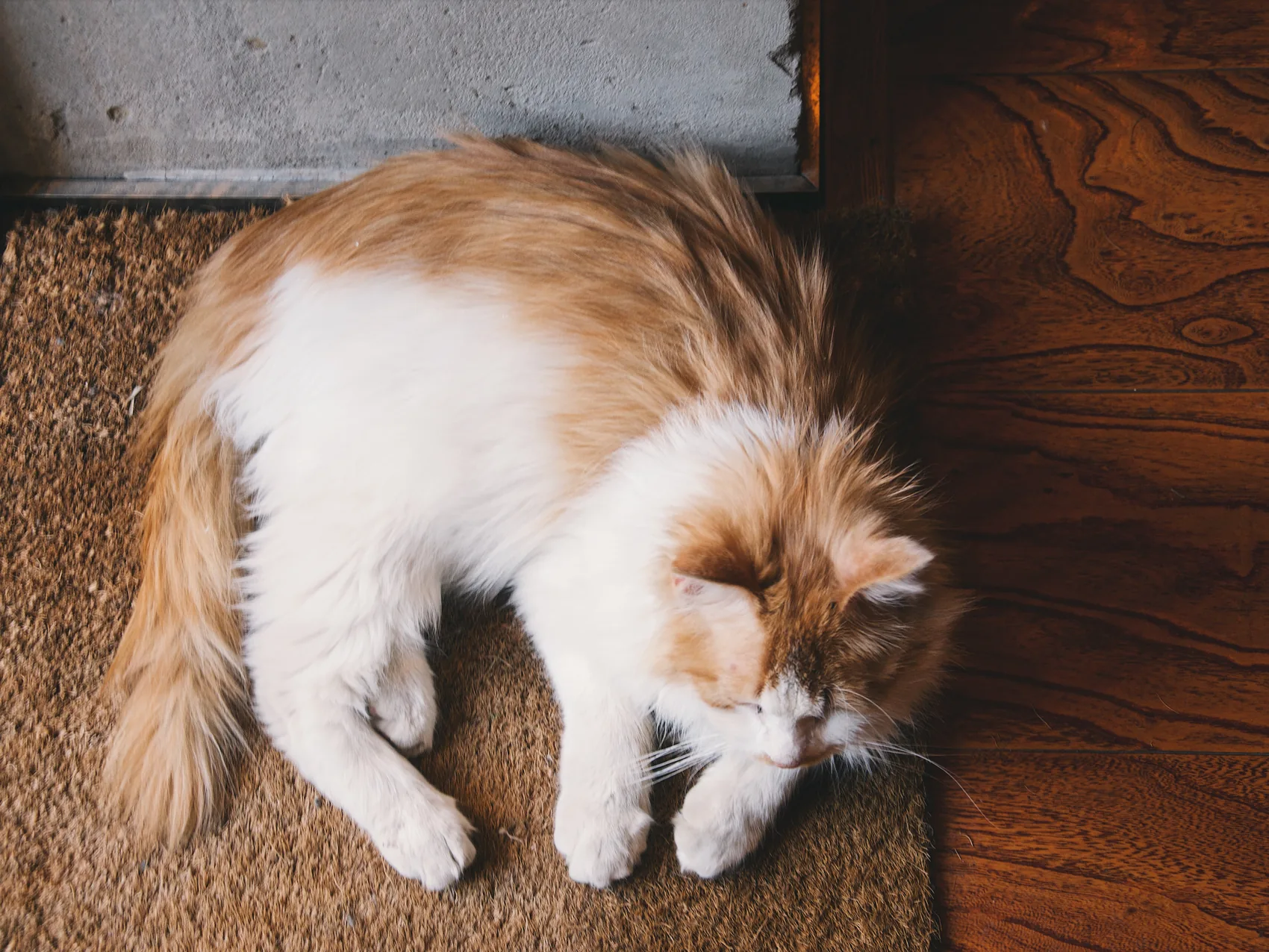 A white and ginger cat sleeping on a wooden floor.