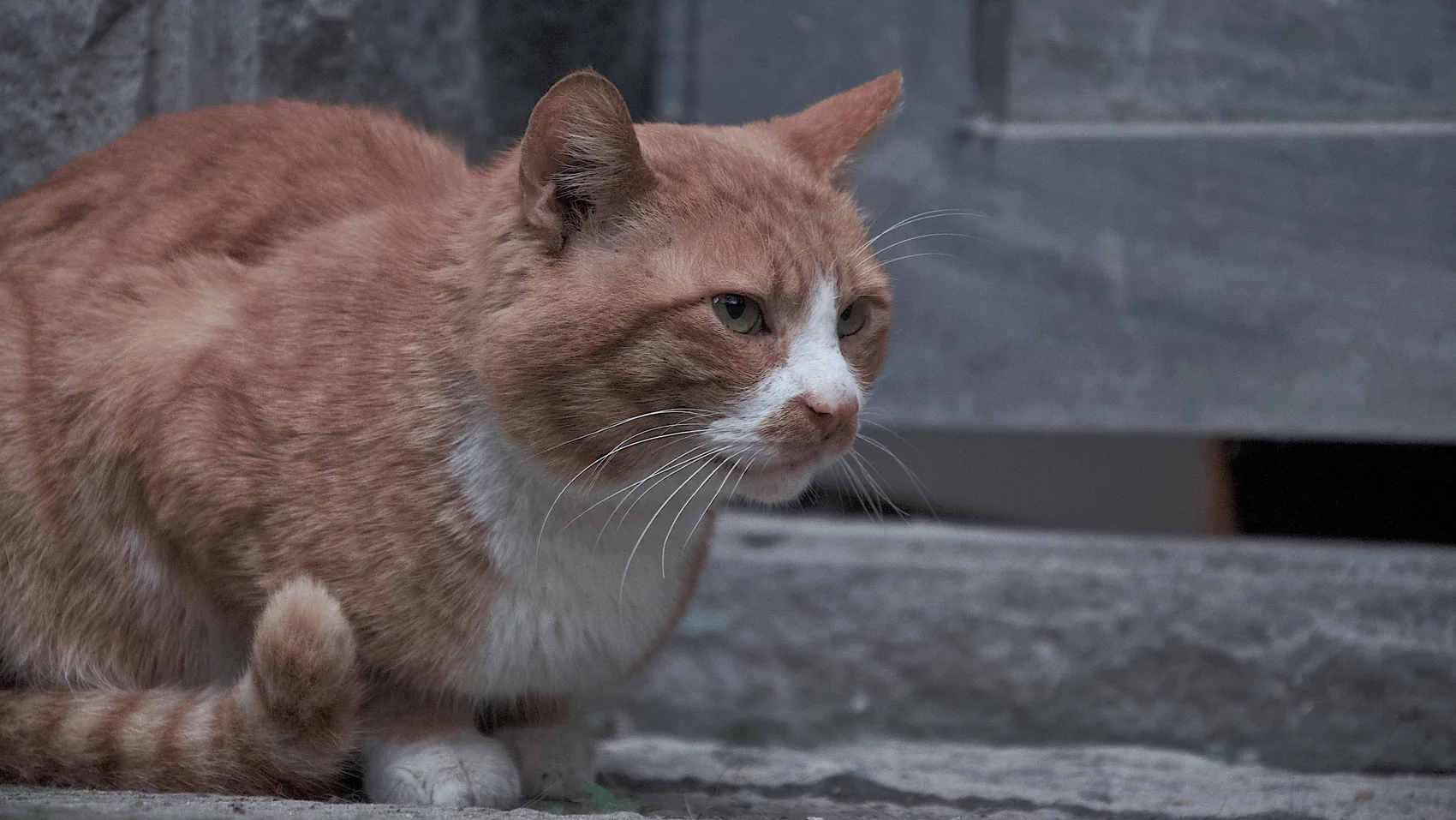 A ginger cat crouched on a stone bench.