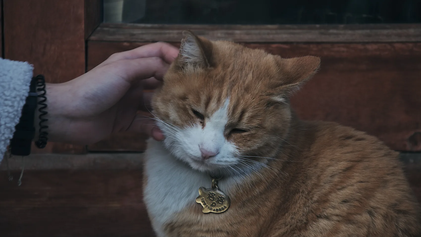 A hand stroking a ginger cat in cold light.
