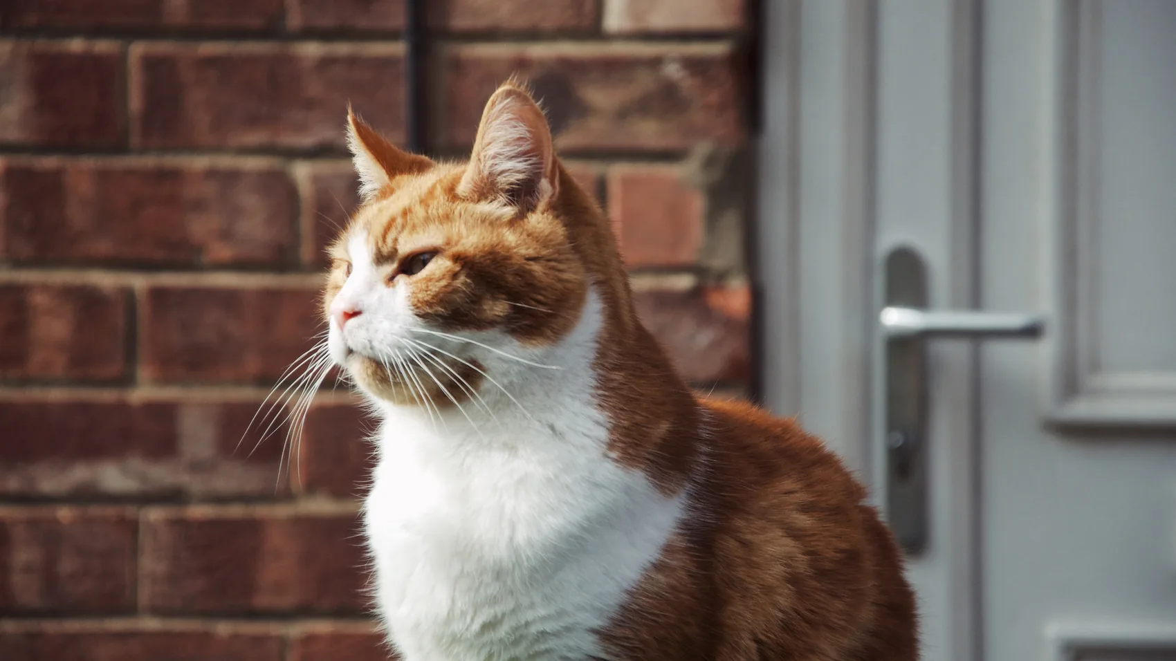 A ginger and white cat in side profile by a brick wall.