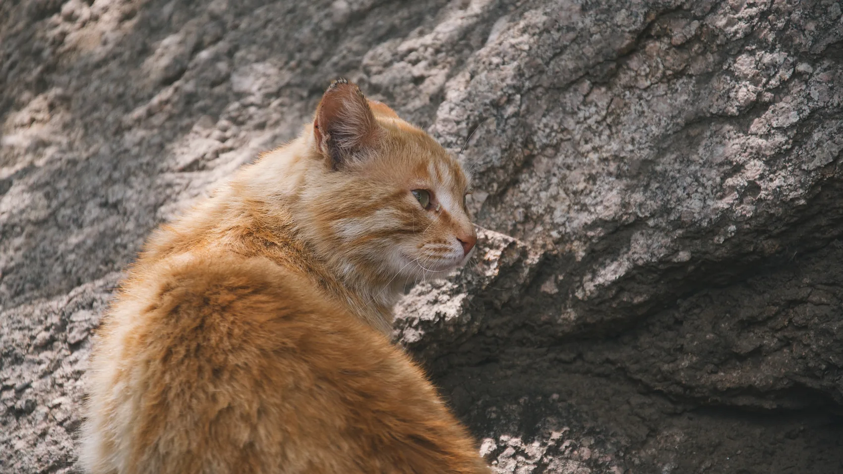 A ginger cat resting against grey rock.