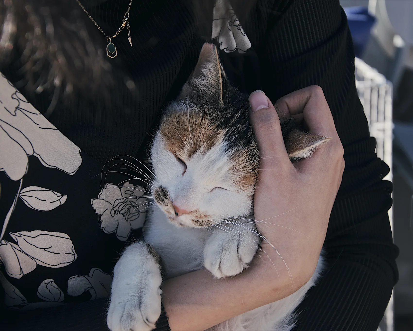 A small cat held close in someone's arms.