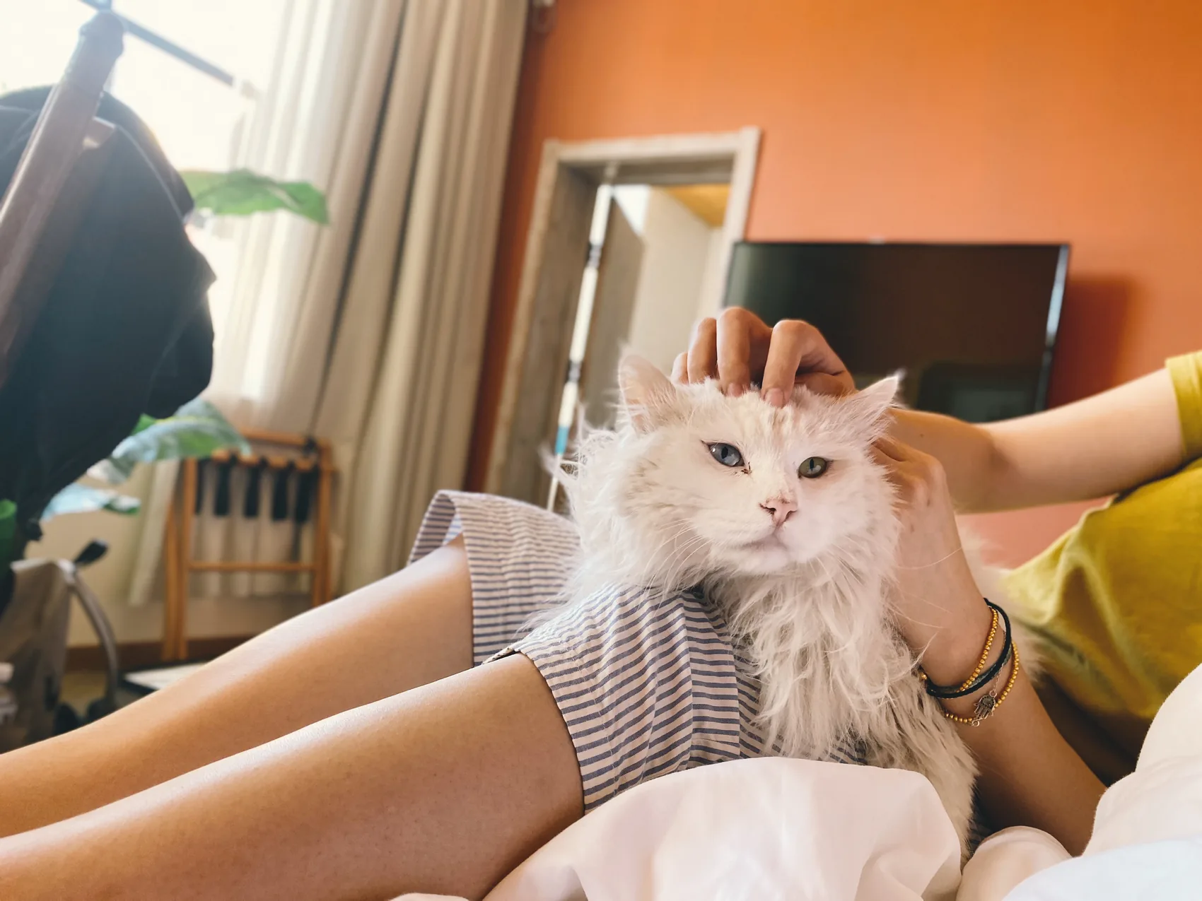 A white cat sitting on a lap in warm room light.