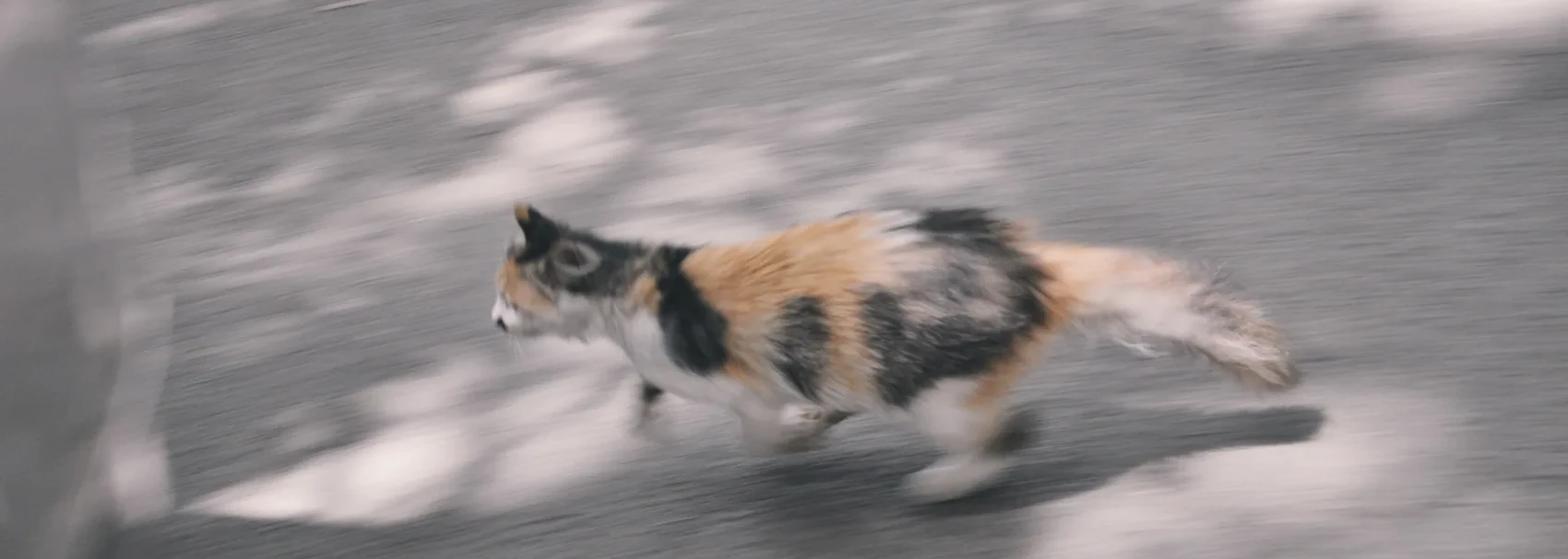 A calico cat running through dappled shadow.