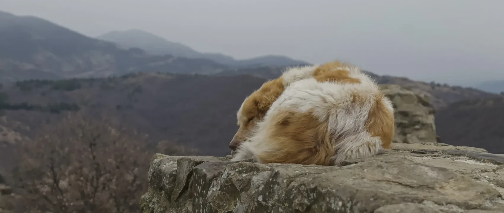 A ginger cat asleep on a stone ledge above hills.