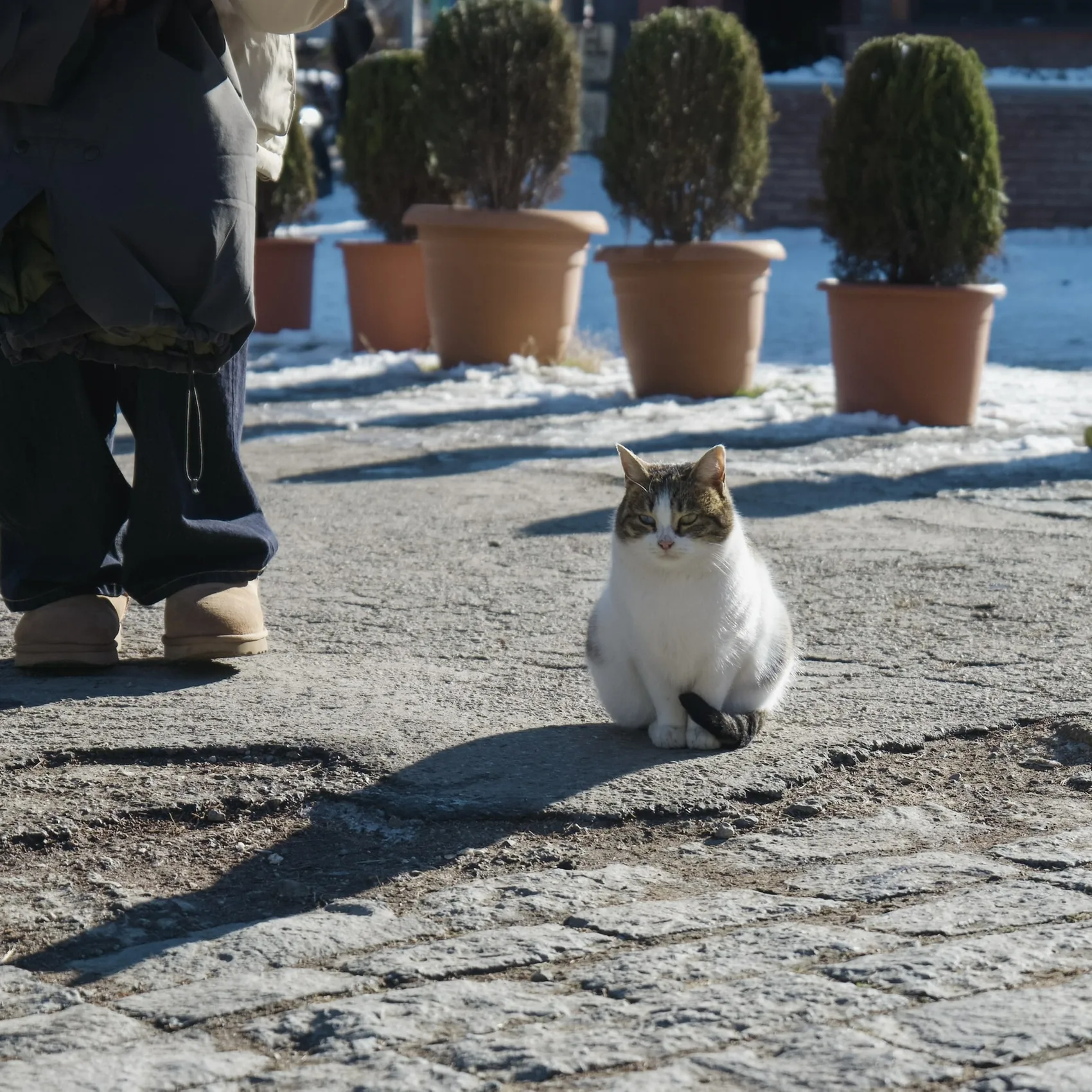 A white cat sitting in a sunny plaza.