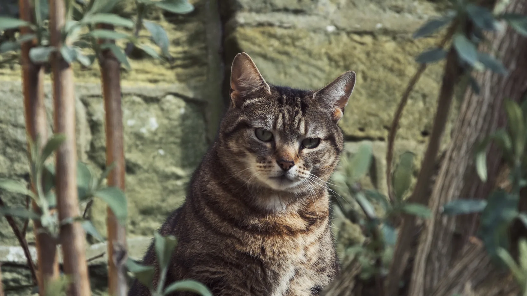 A tabby cat looking directly from a garden wall.