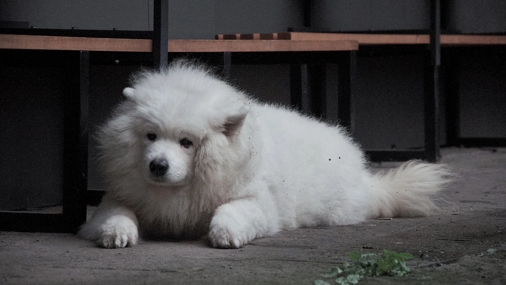 A white fluffy dog lying on pavement.