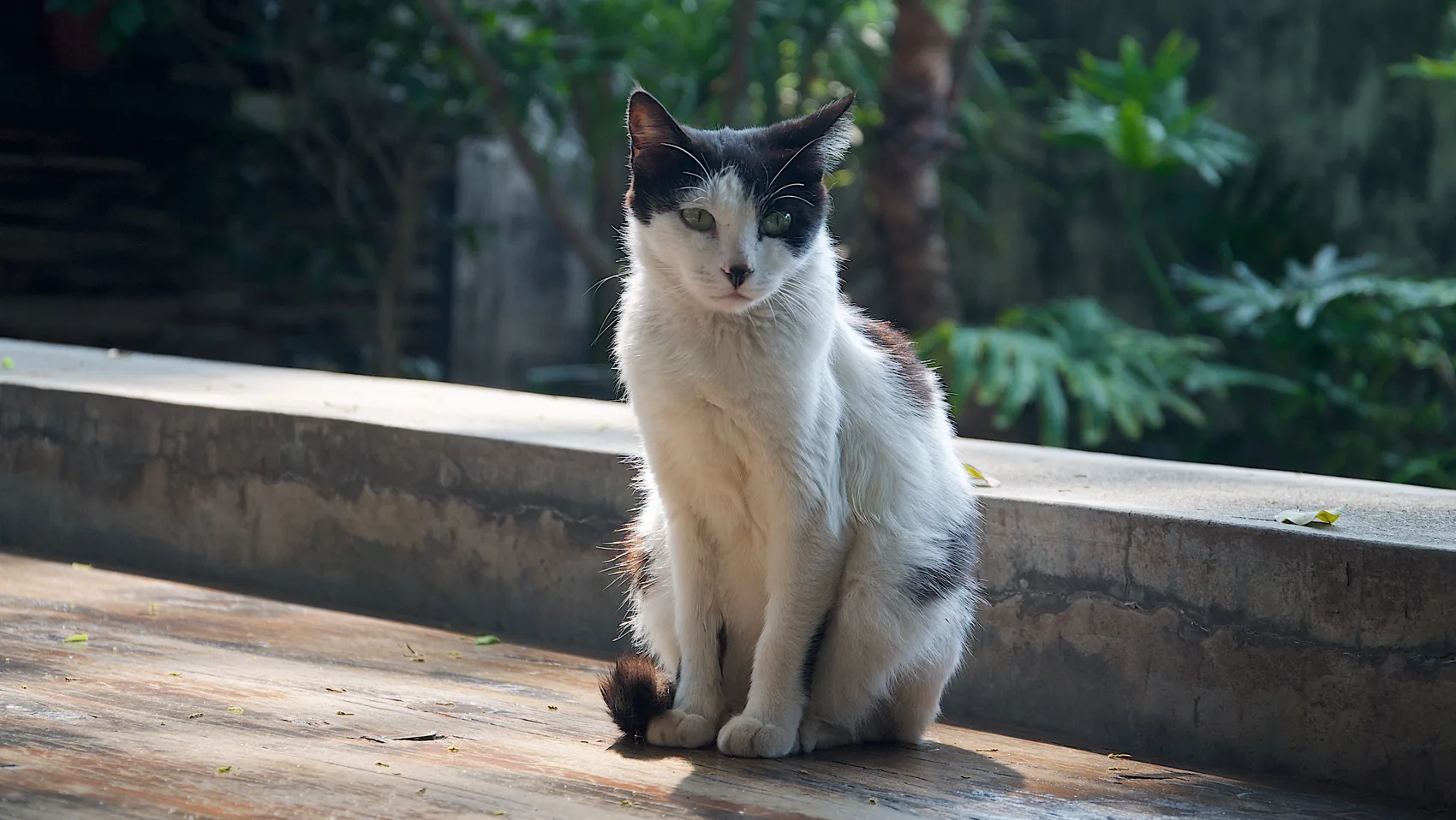 A black-and-white cat sitting on a sunlit porch.