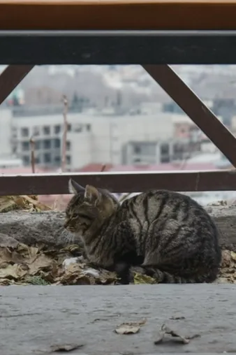A tabby cat resting on a window ledge.