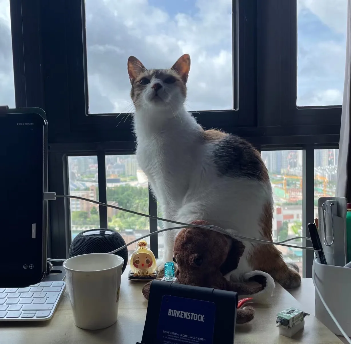 A cat perched on a desk by a high window.
