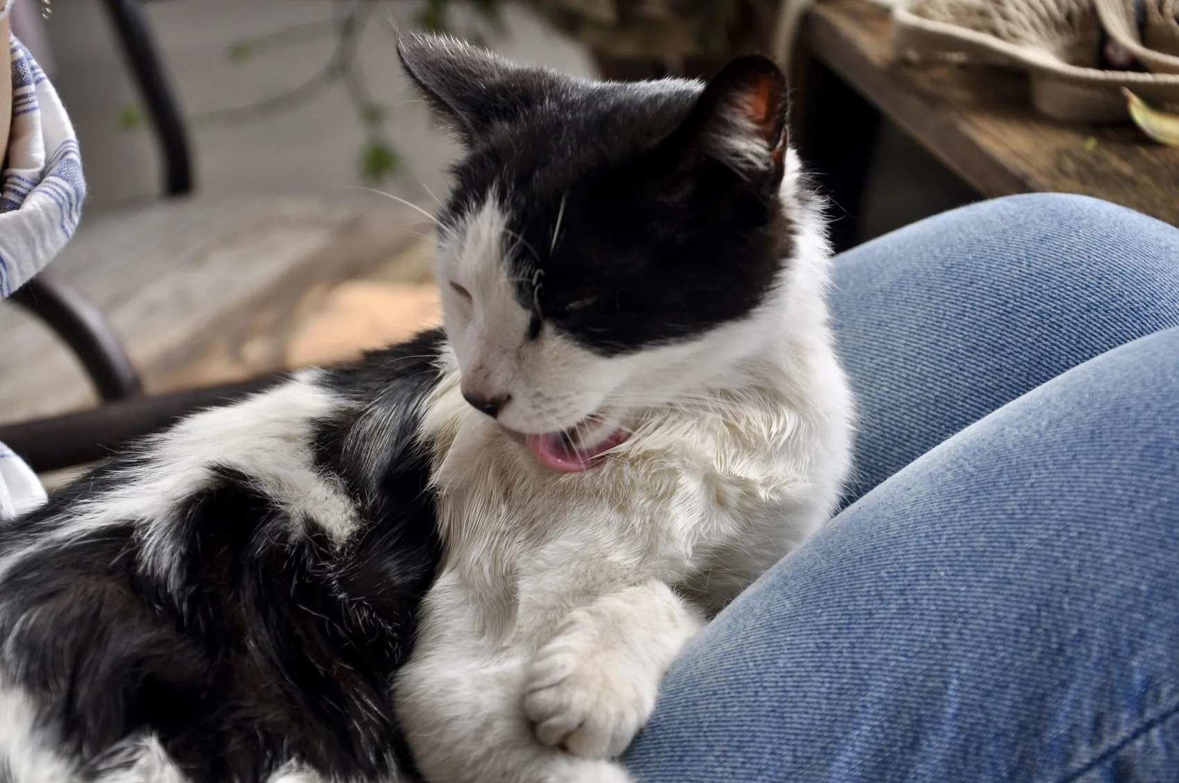 A black-and-white cat resting on a lap.