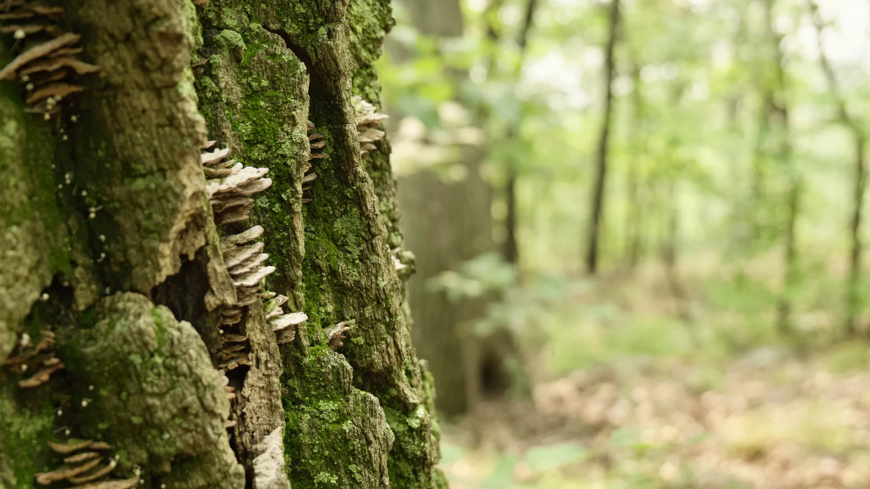 Moss and bracket fungi on a Catskills tree trunk.