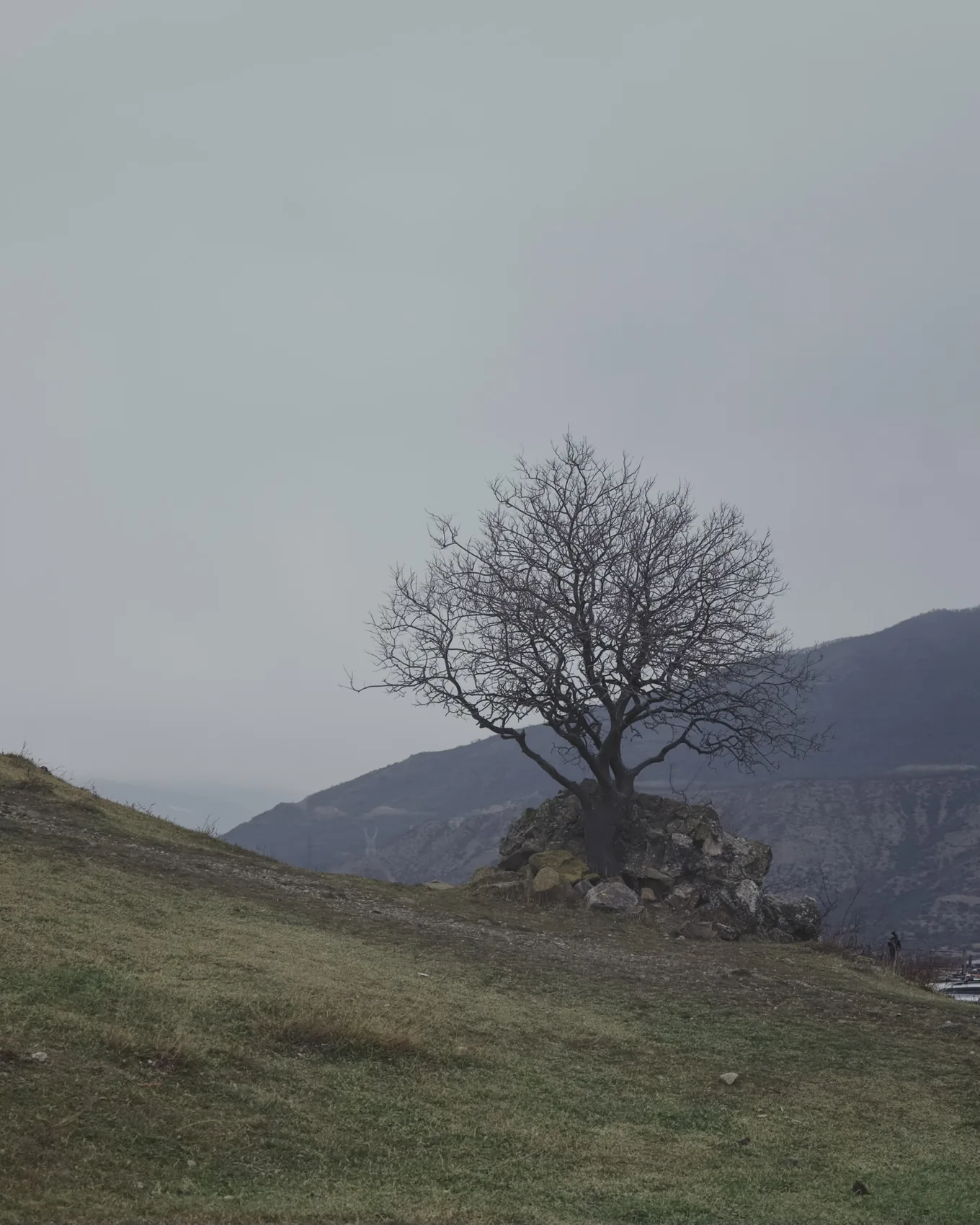 A lone tree on a grey Georgian hillside.