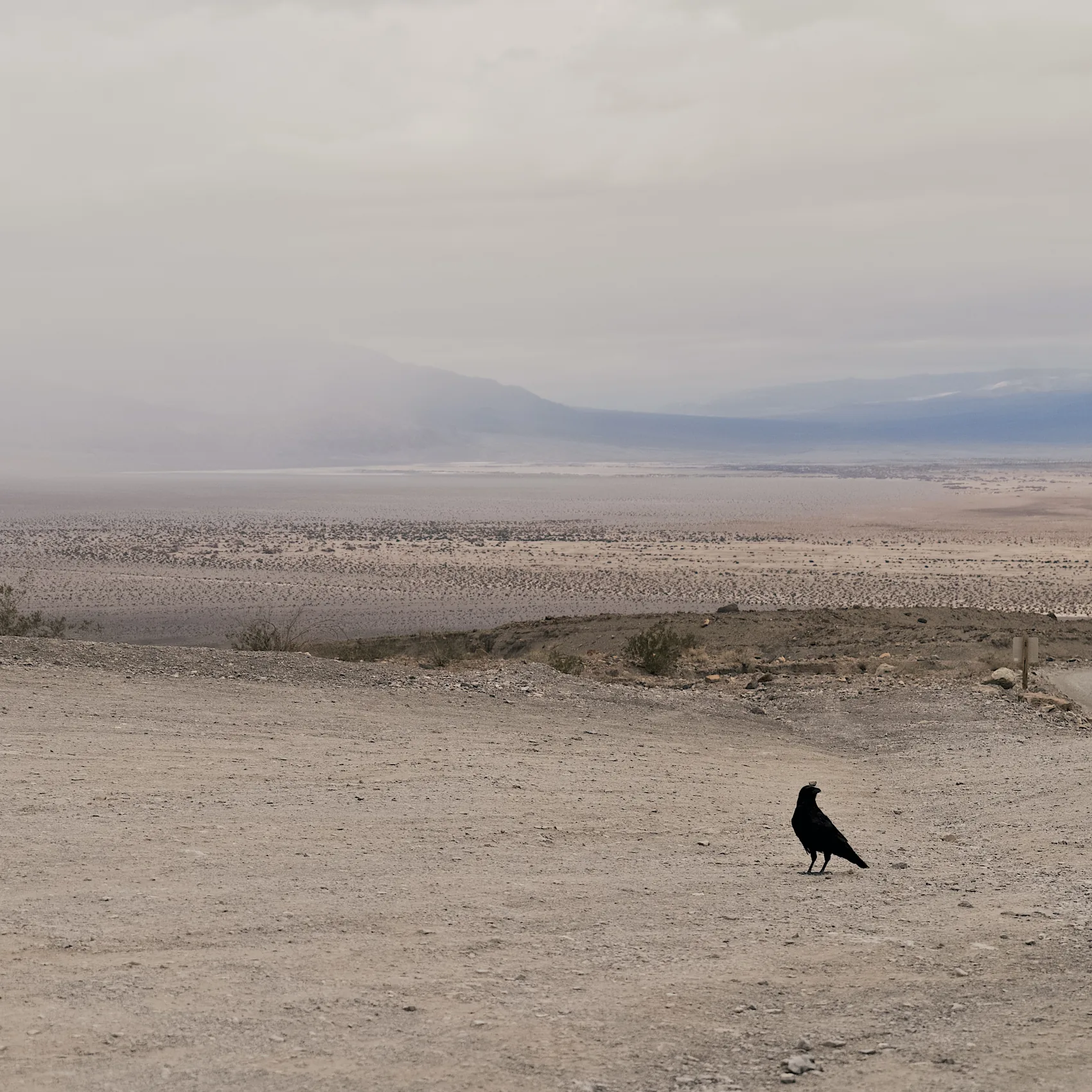 A black bird standing in the pale expanse of Death Valley.