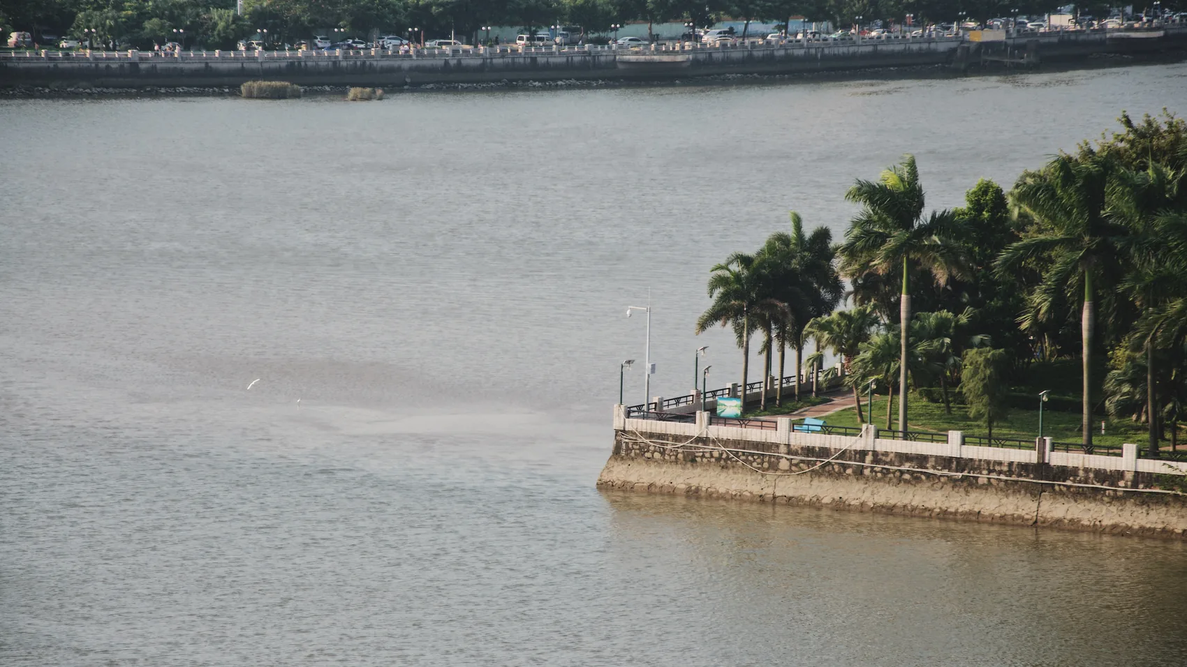 Palms beside the Guangzhou river in grey light.