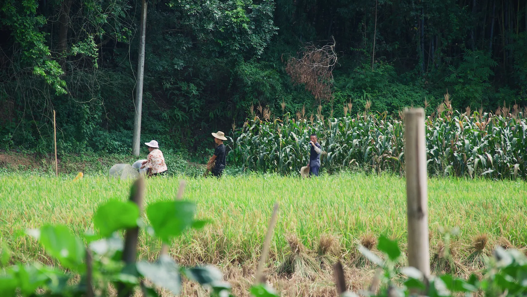 Small figures working near a Huazhou field and trees.