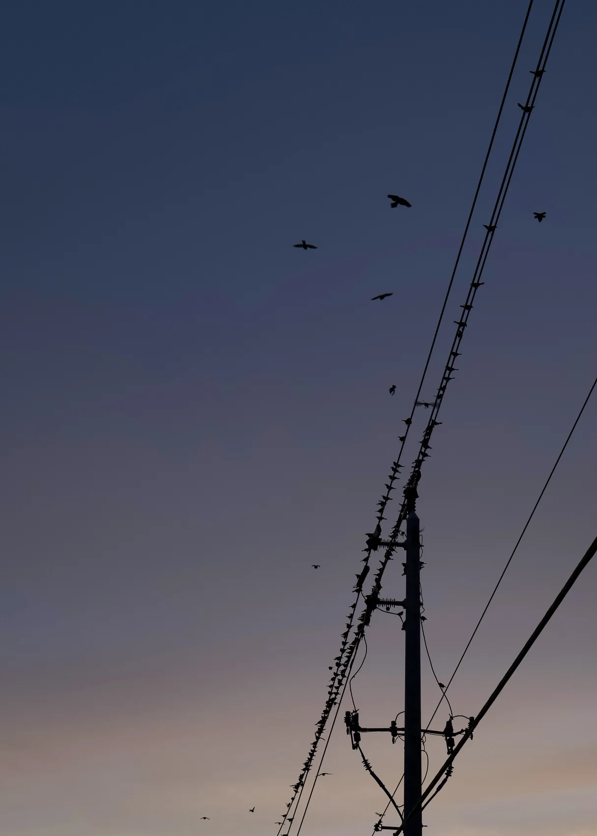 Birds crossing twilight wires in Jupiter.