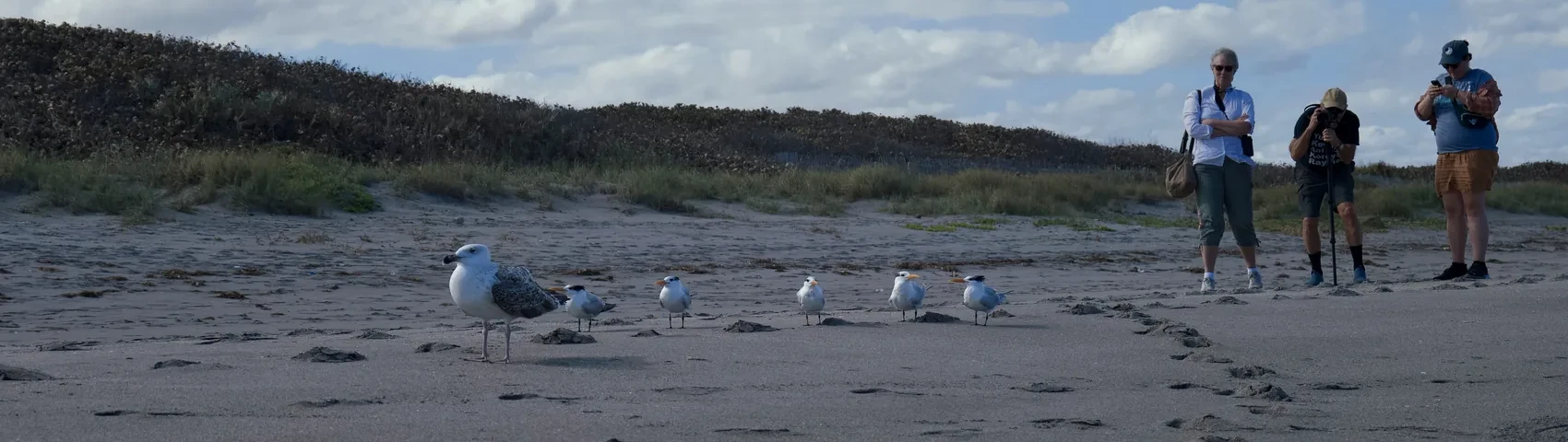 Gulls and walkers on a Jupiter beach.