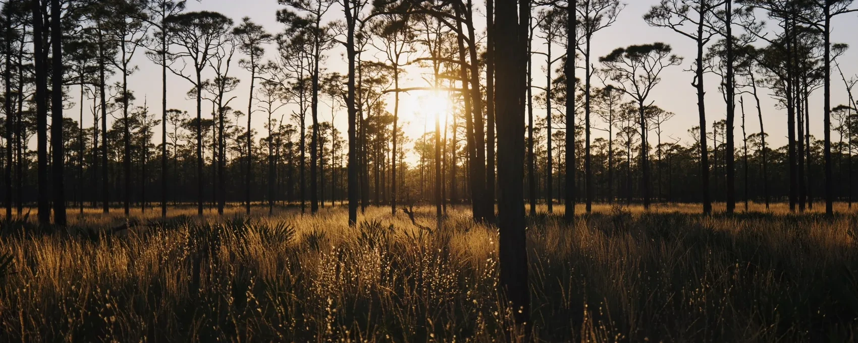 Sunset through tall pines in Jupiter flatwoods.
