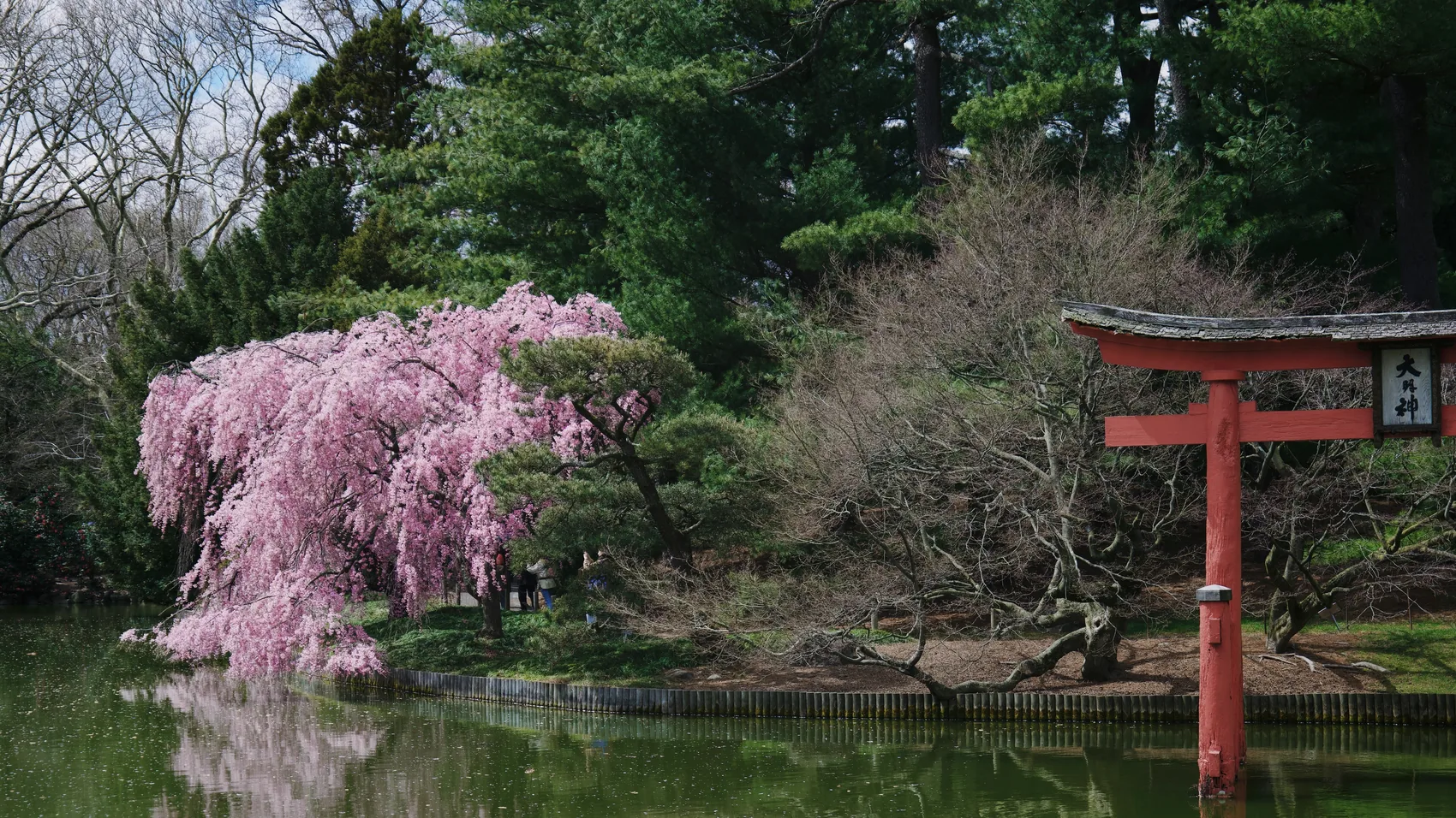 A torii gate and flowering tree at Brooklyn Botanic Garden.