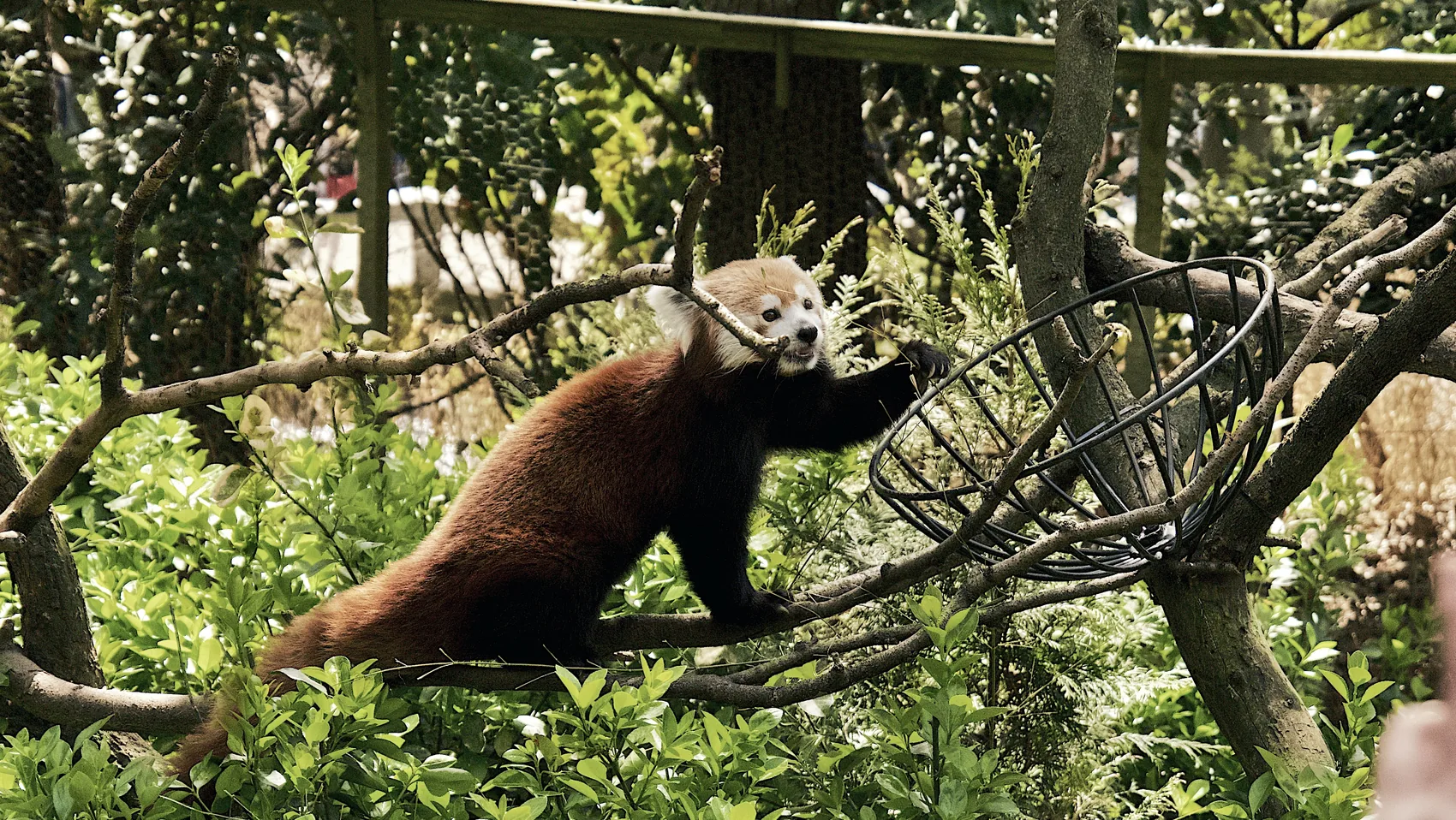 A red panda stretching on branches at Central Park Zoo.