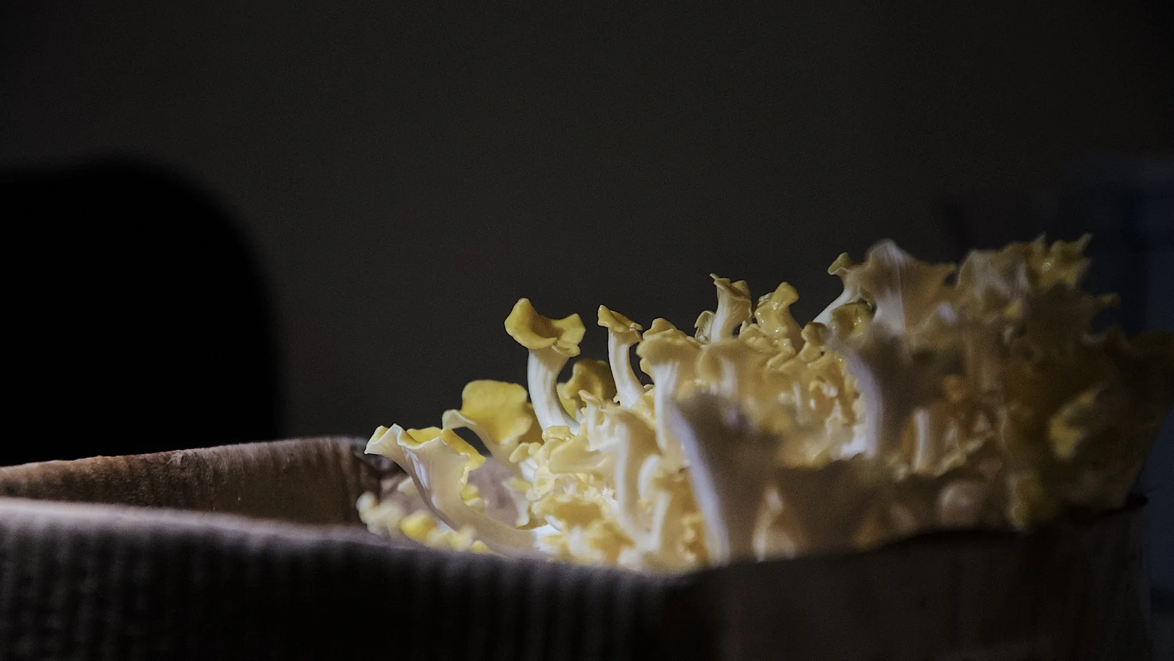 Small mushrooms photographed in dark Palm Beach Gardens light.