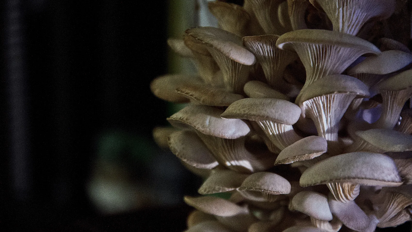 Oyster mushrooms growing in a Palm Beach Gardens room.