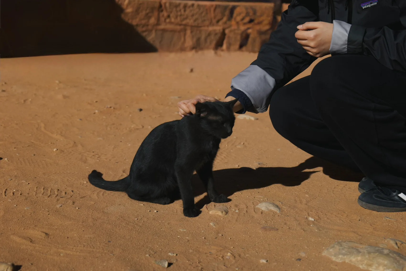A black cat being petted in Petra sand.