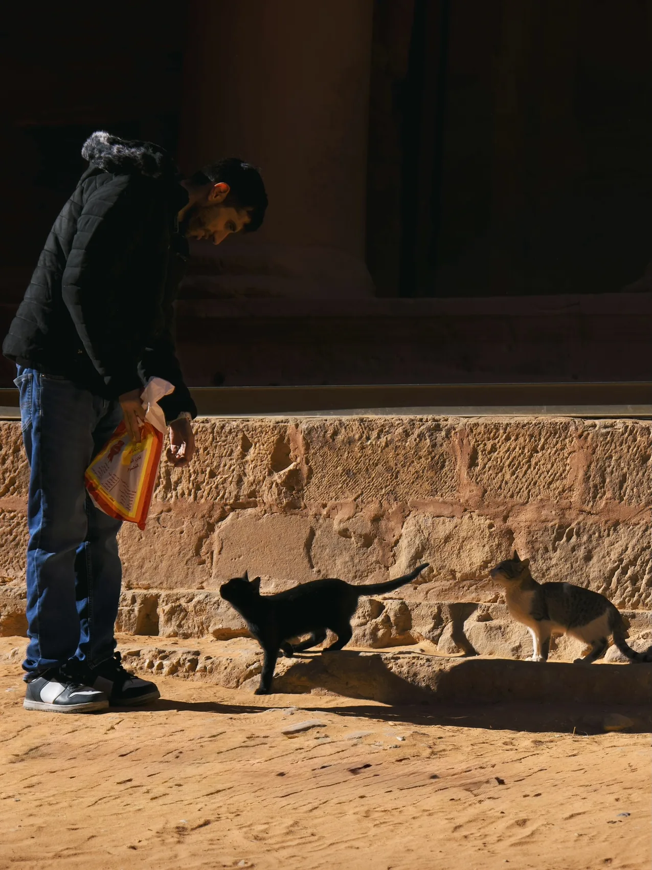 Cats walking beside a Petra stone wall.