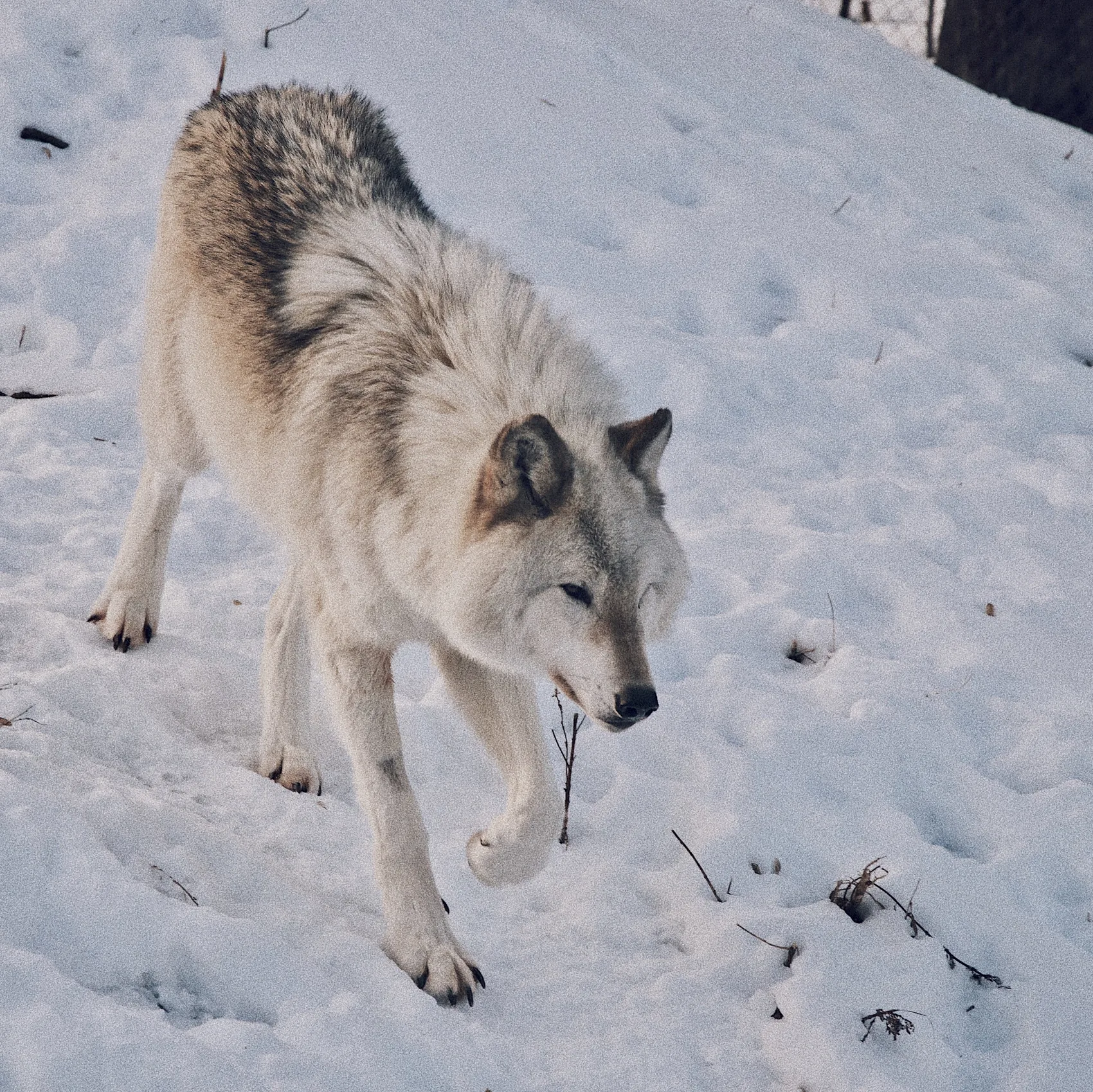 A wolf standing in snow near Quebec City.