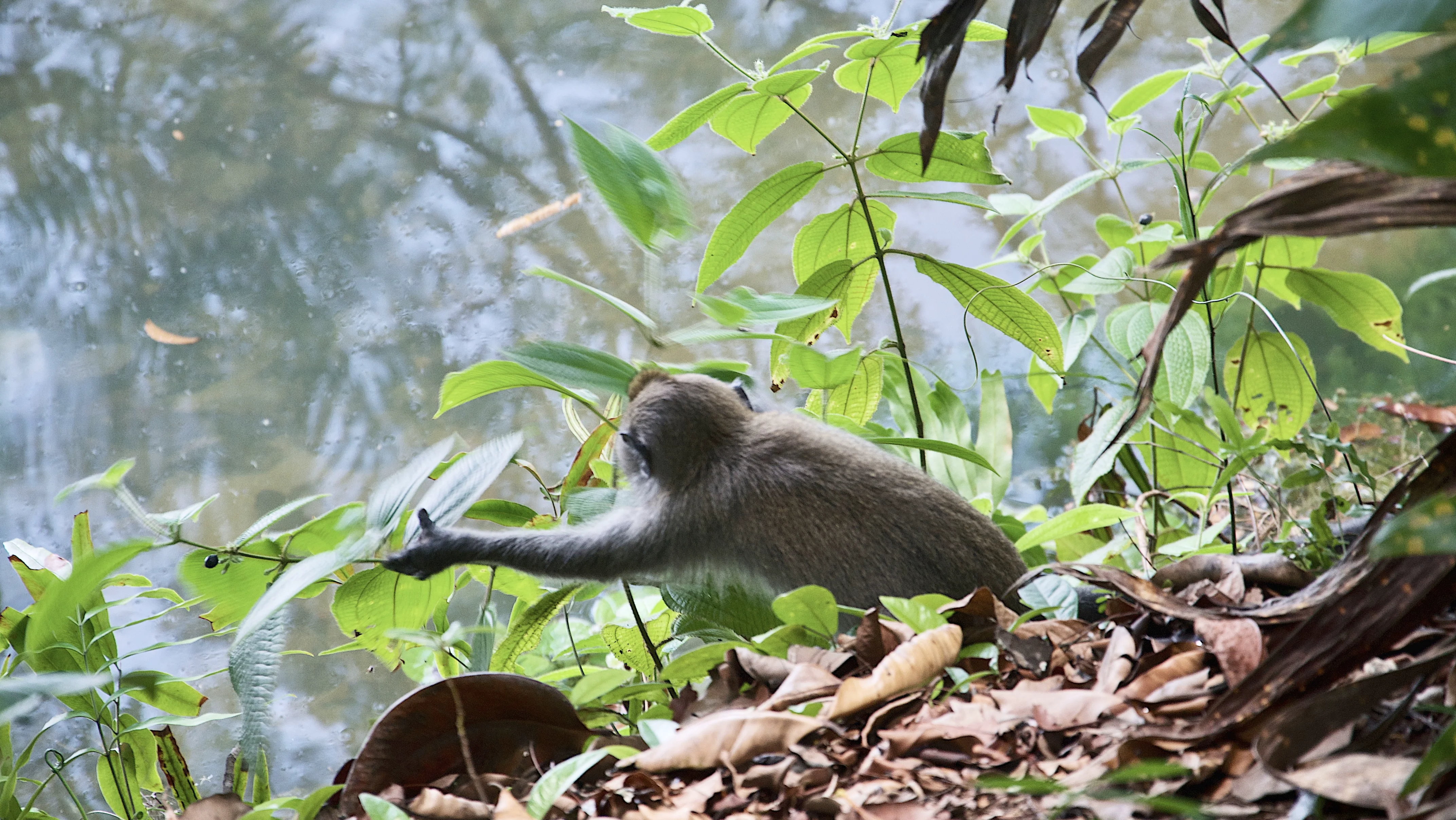 A silvered leaf monkey reaching through green foliage beside water.