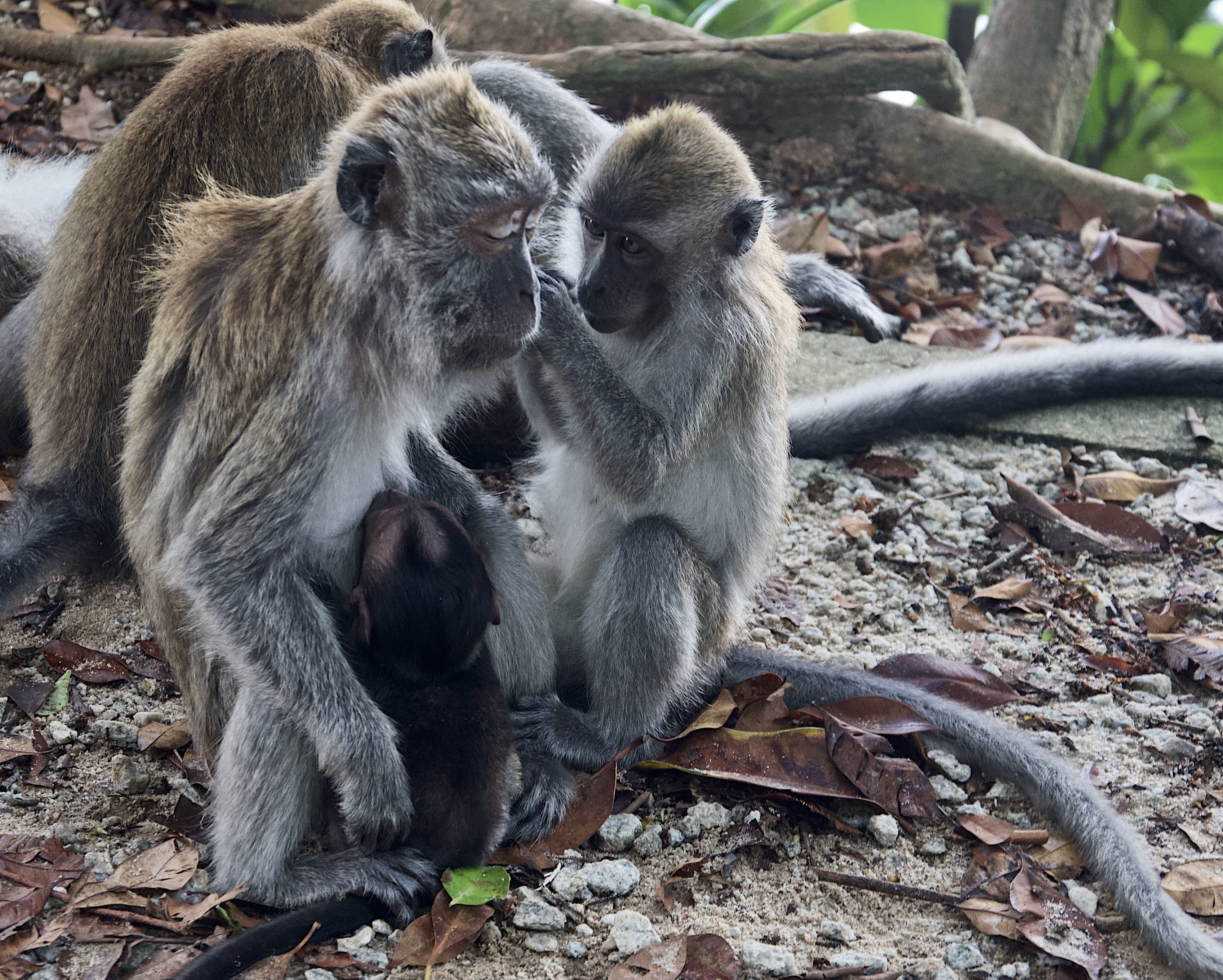 A macaque family grooming with a dark infant between them.