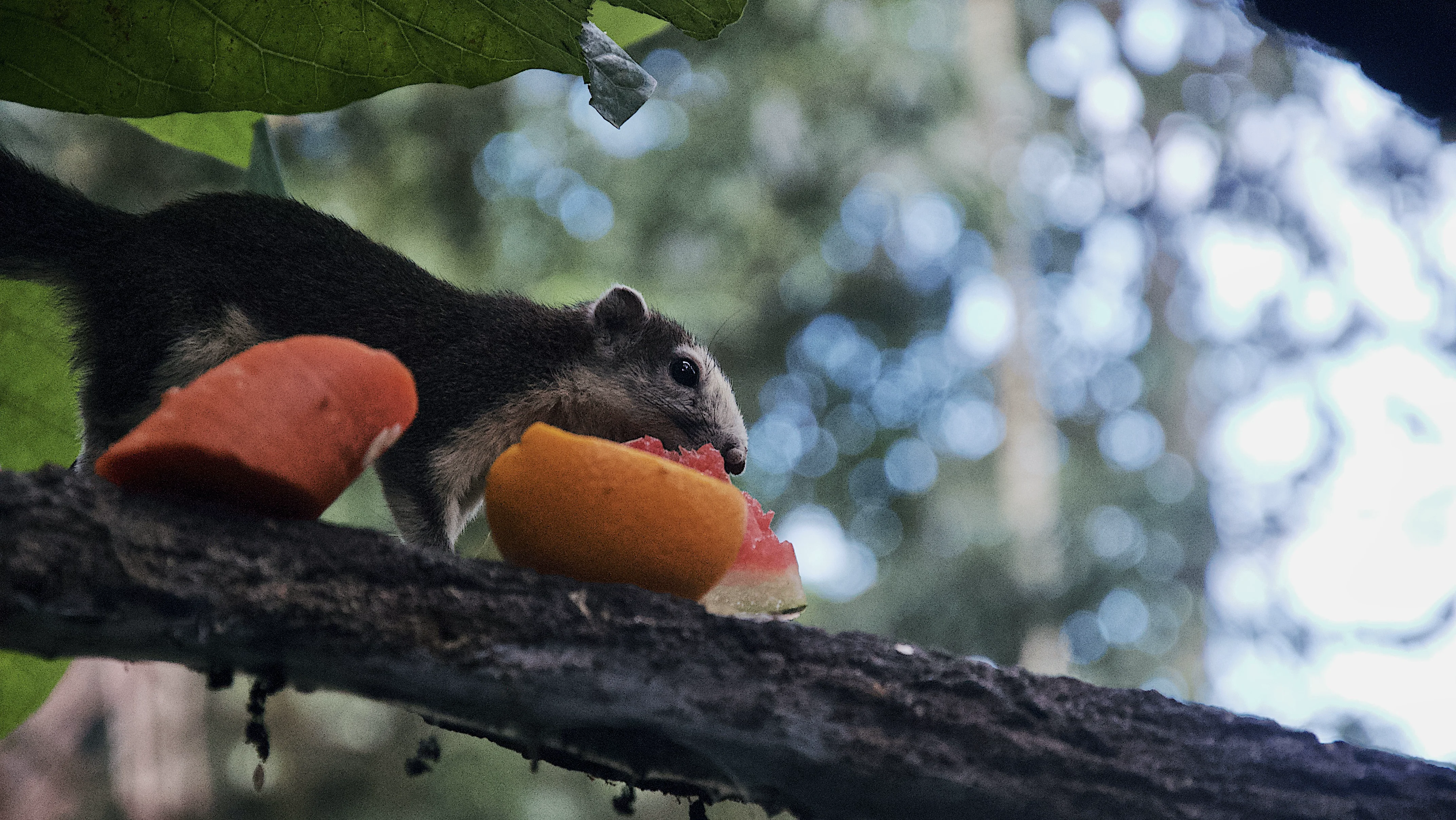 A squirrel eating fruit on a branch in green Singapore bokeh.