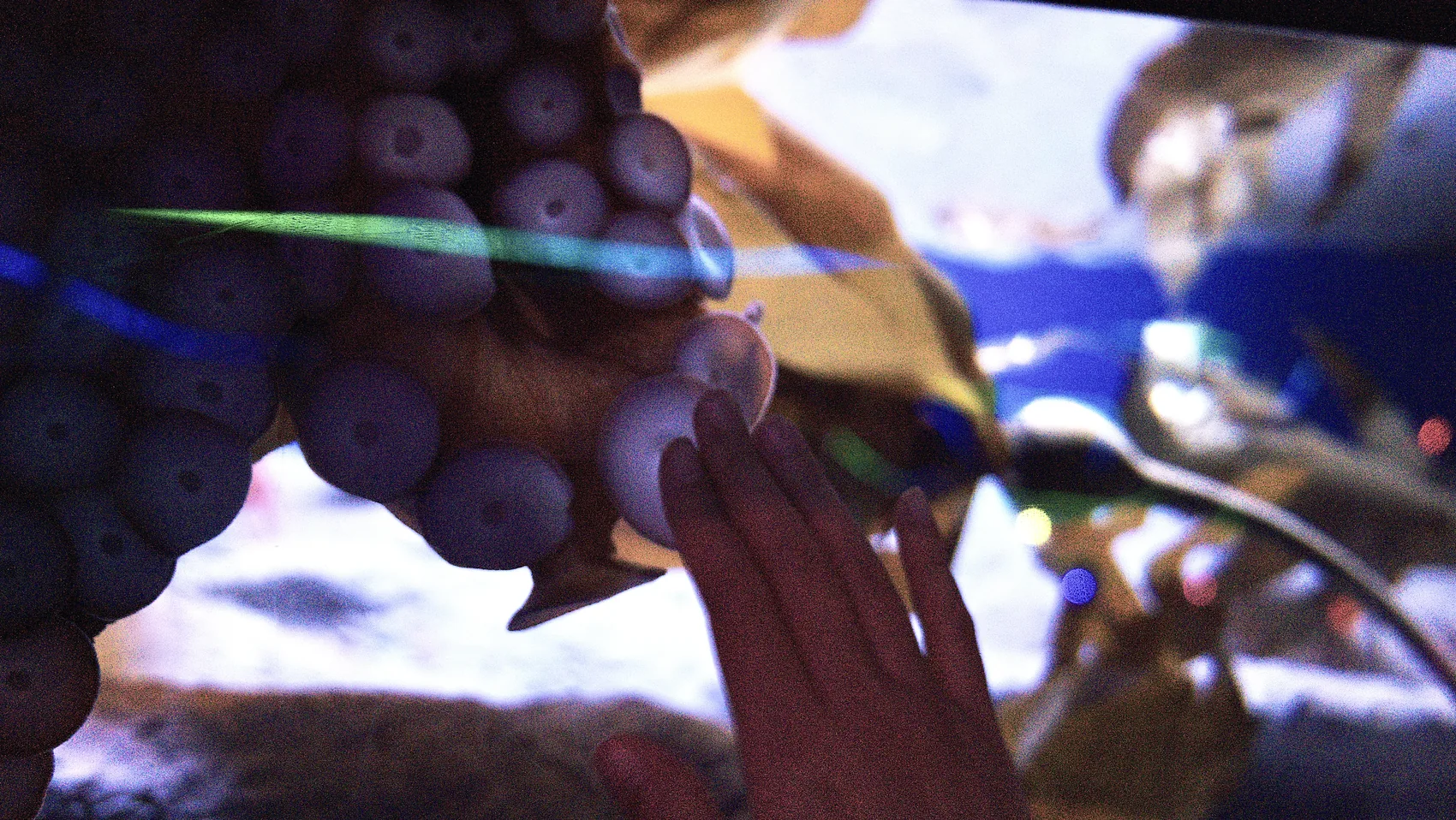 An octopus tentacle pressed near aquarium glass in Tampa.