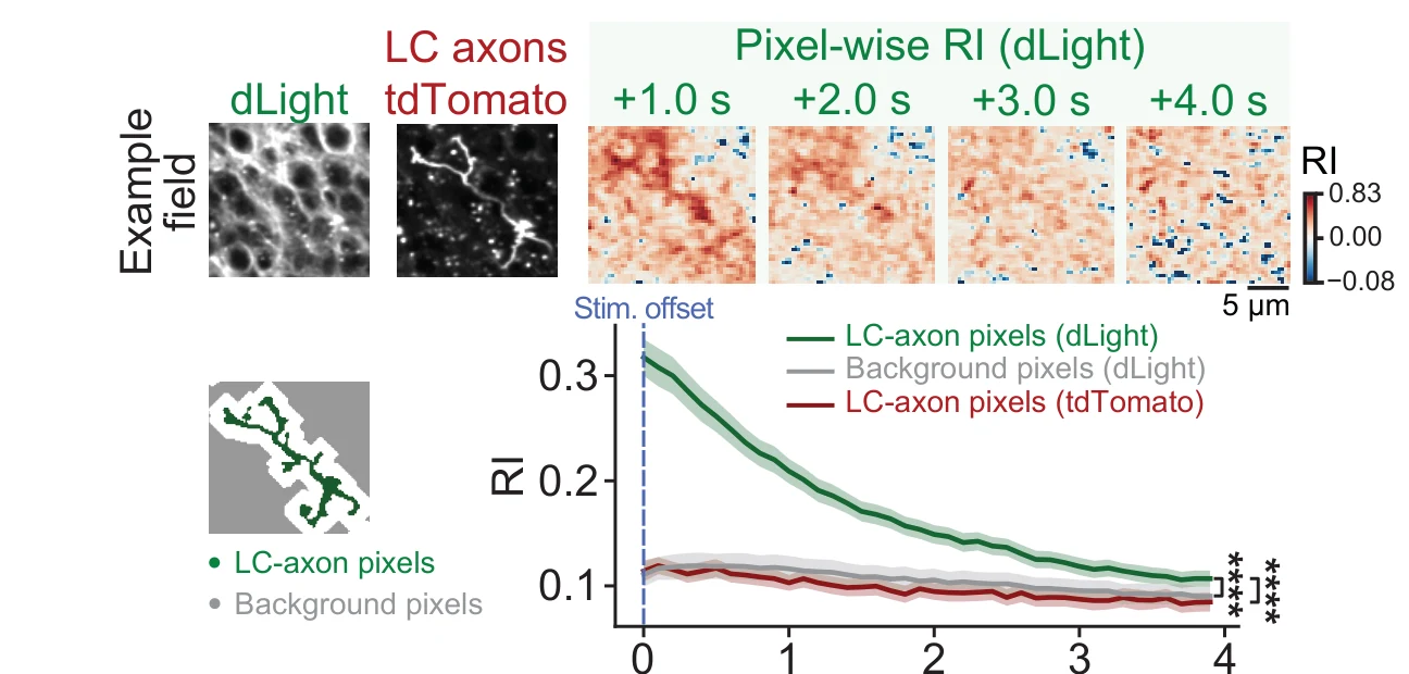 Example LC axon pixels in CA1 with dLight response heatmaps and a response index decay trace.