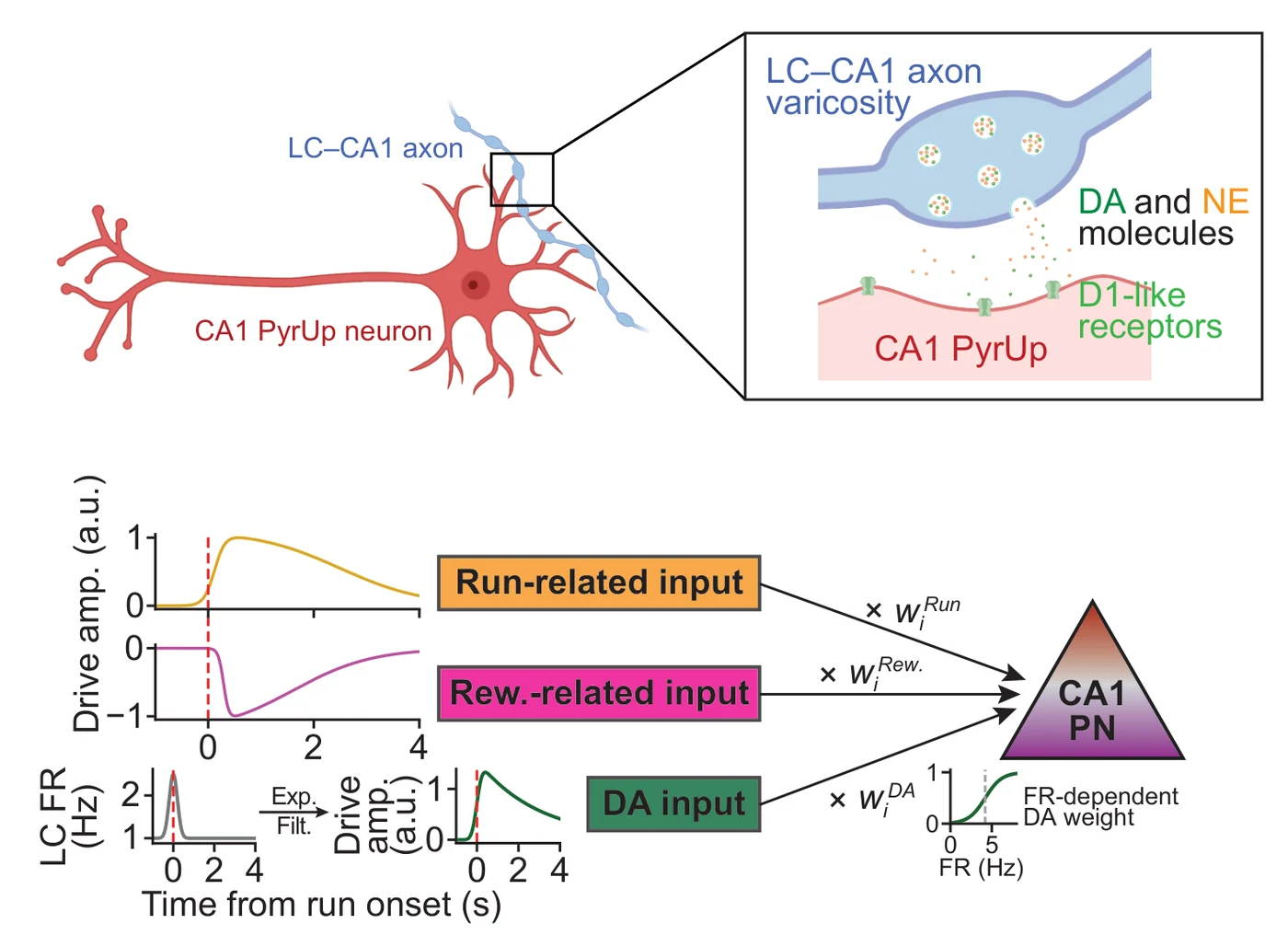 Schematic of LC axon dopamine near a CA1 PyrUp neuron and a three-input CA1 model with run, reward, and dopamine drives.