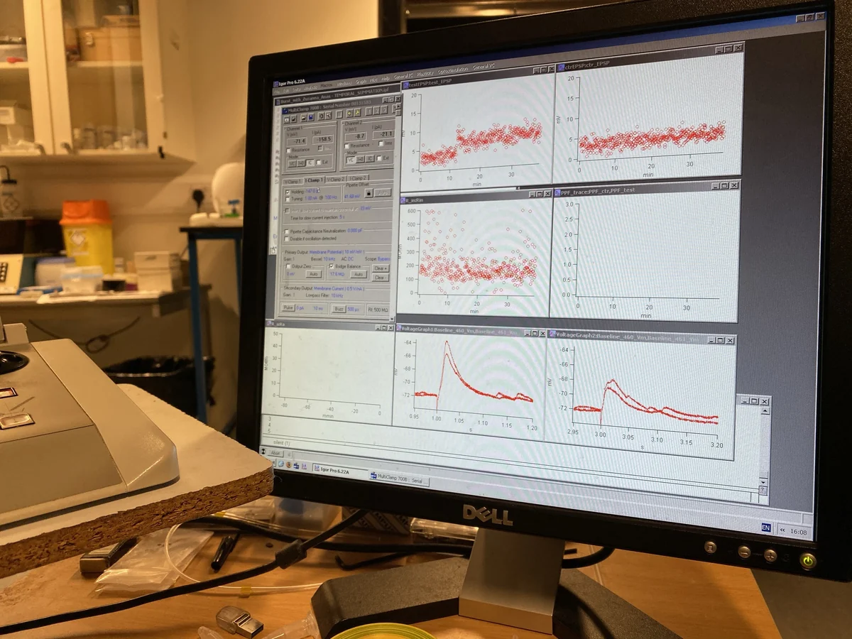 Computer screen showing long-term potentiation traces from a Paulsen Lab electrophysiology experiment.
