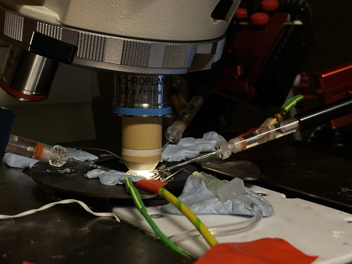 Patch-clamp electrophysiology rig under a microscope objective in the Paulsen Lab.